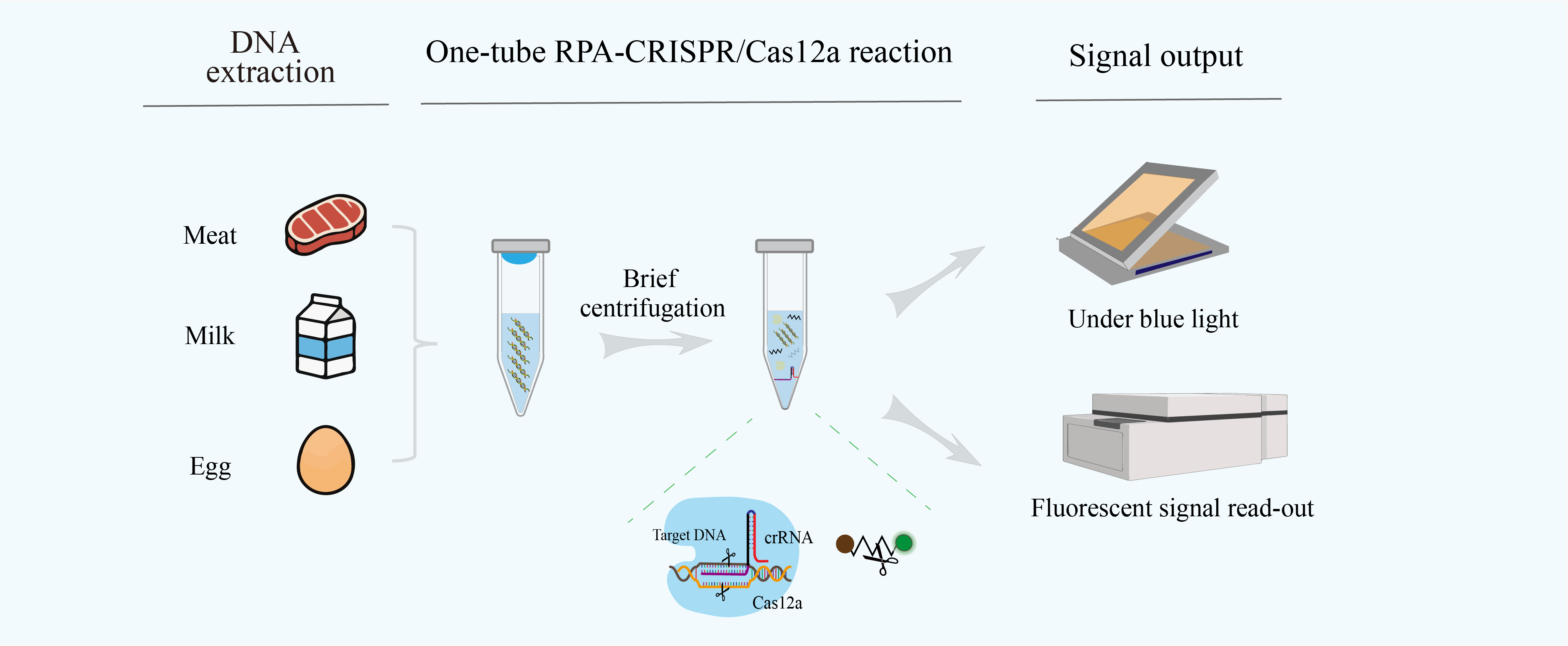 One-Tube RPA-CRISPR/Cas12a Assays for Rapid and Visual Detection of ...