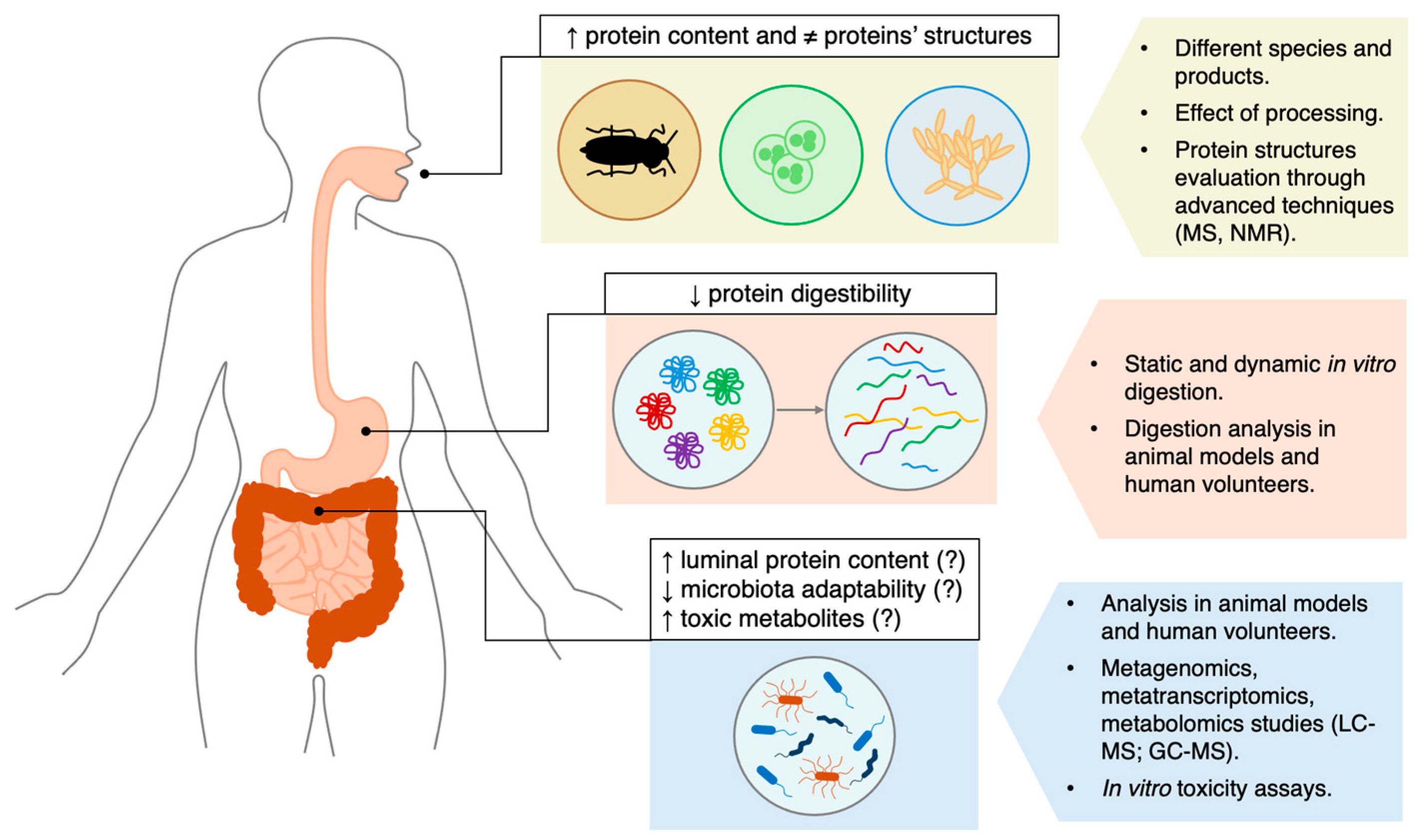 The Impact of Alternative Protein Sources on Gut Microbiota ...