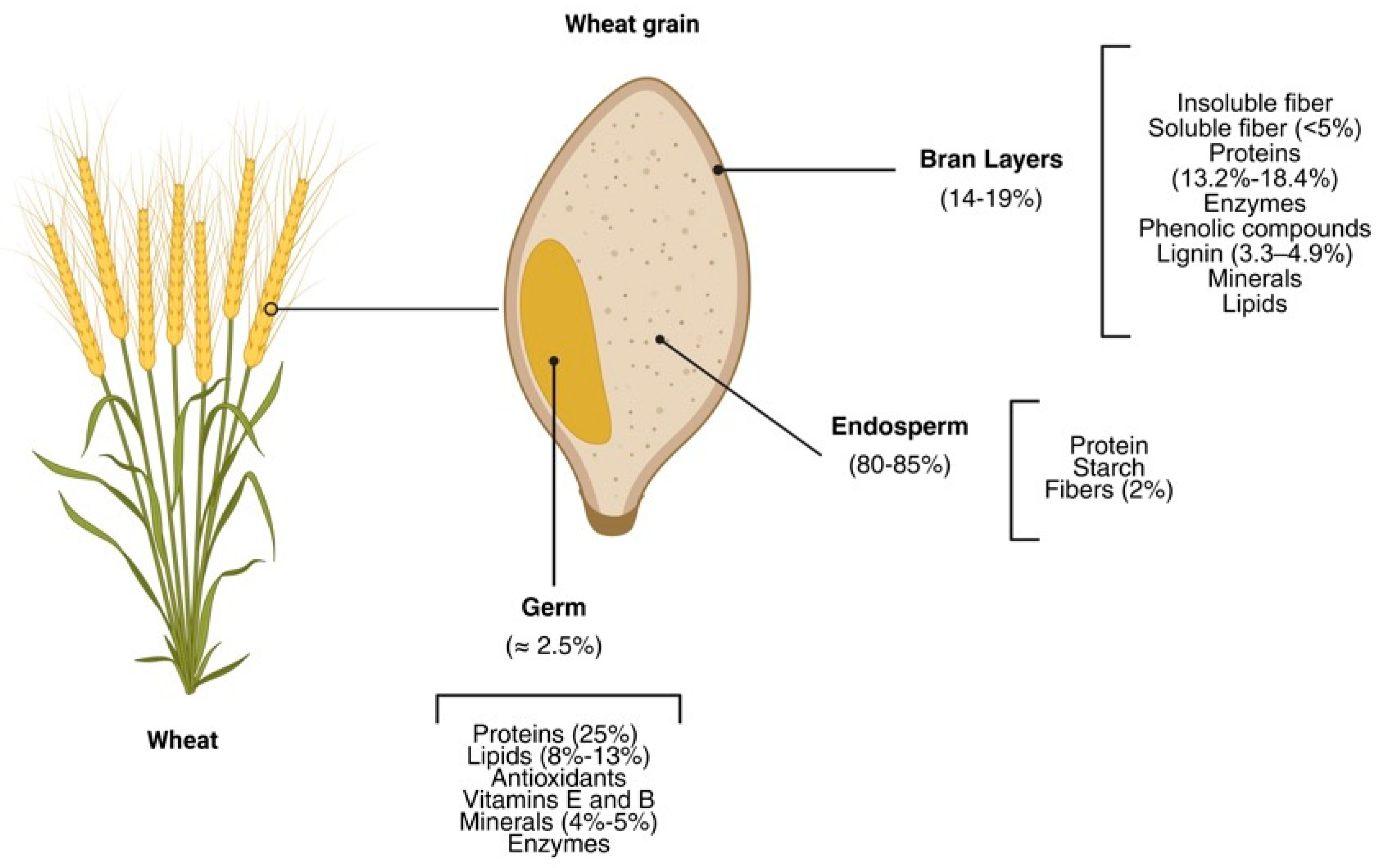 Processing and Valorization of Wheat Bran, Germ and Their Fractions: An ...