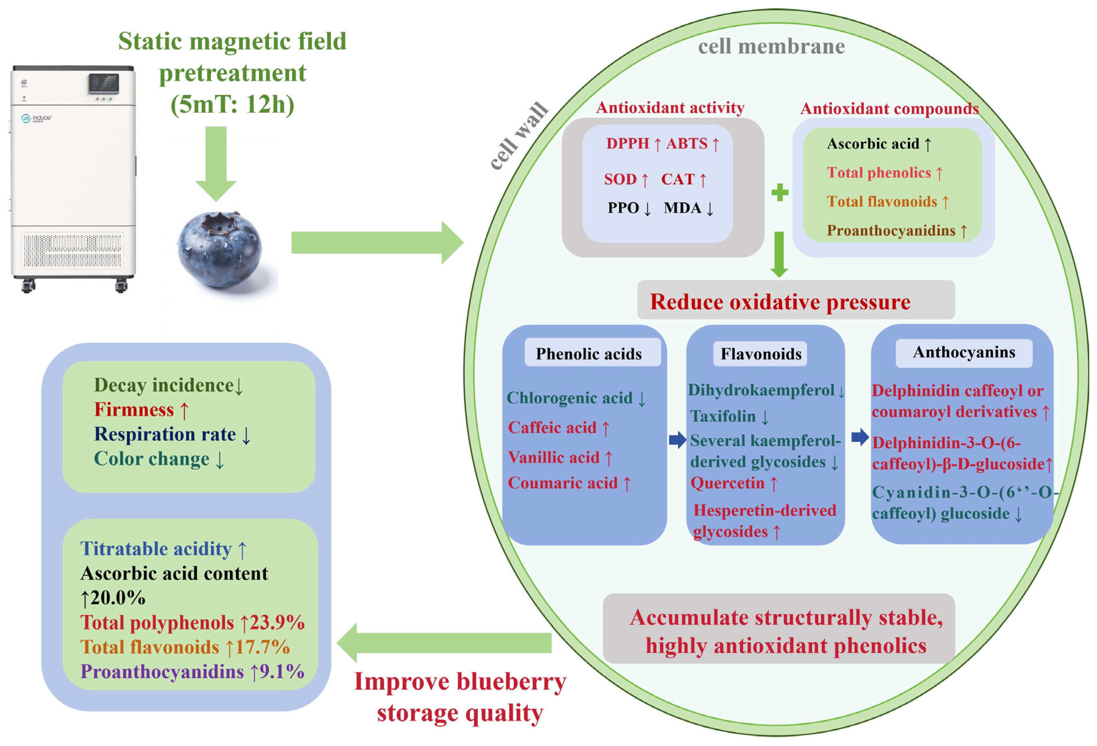 Effect of Short-Term Static Magnetic Field Pretreatment on Cold-Storage ...