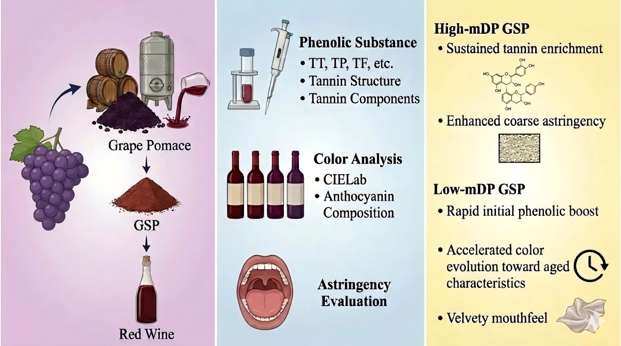 Effects of Grape Seed Proanthocyanidins with Different Polymerization ...