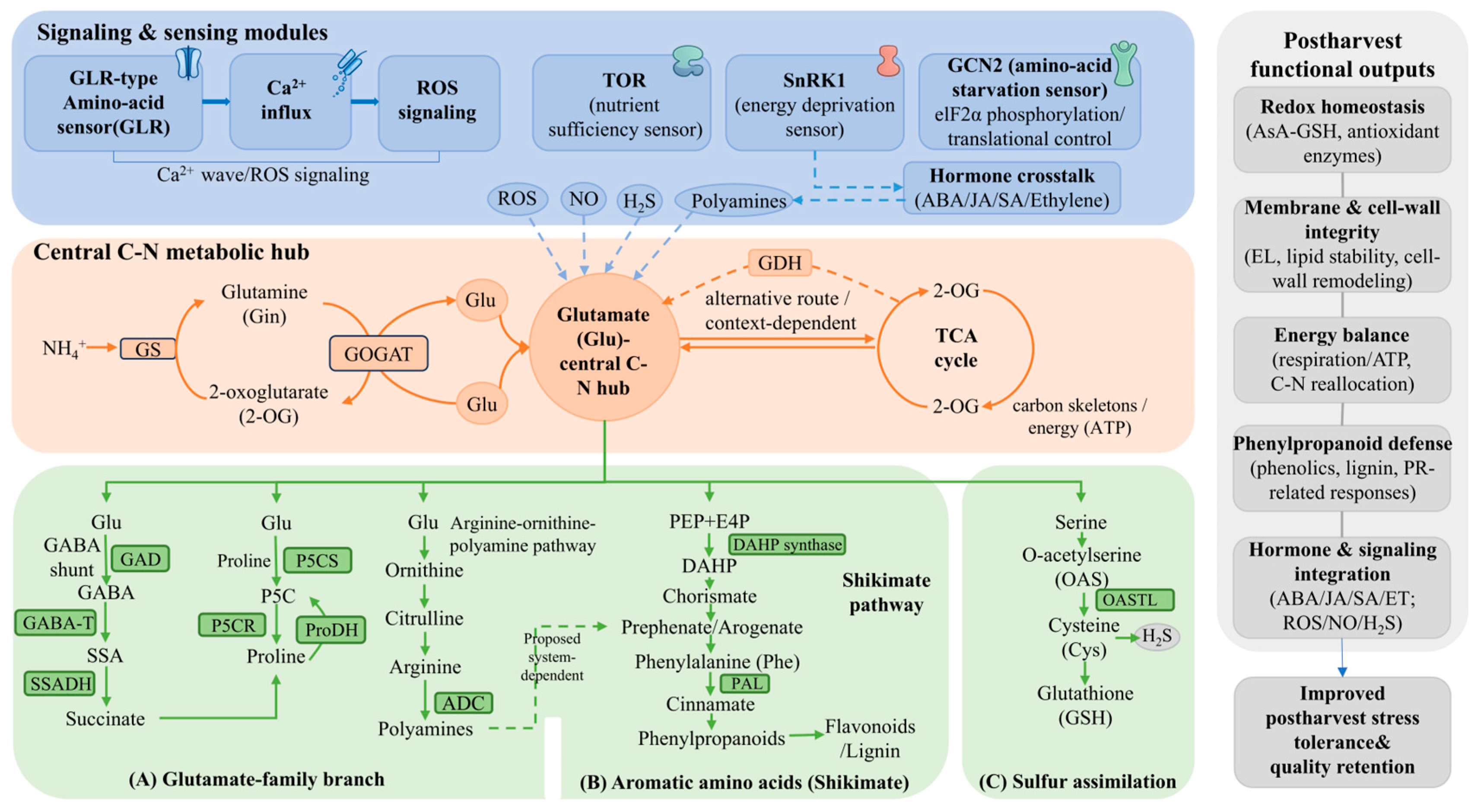 Advances in the Application of Amino Acids in the Preservation of ...