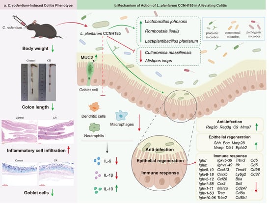Lactiplantibacillus plantarum CCNH185 Attenuates Citrobacter rodentium ...
