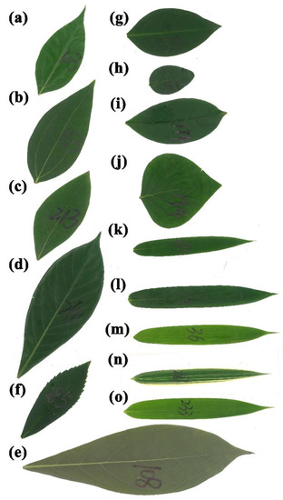 Forests | Free Full-Text | Leaf Fresh Weight Versus Dry Weight: Which ...