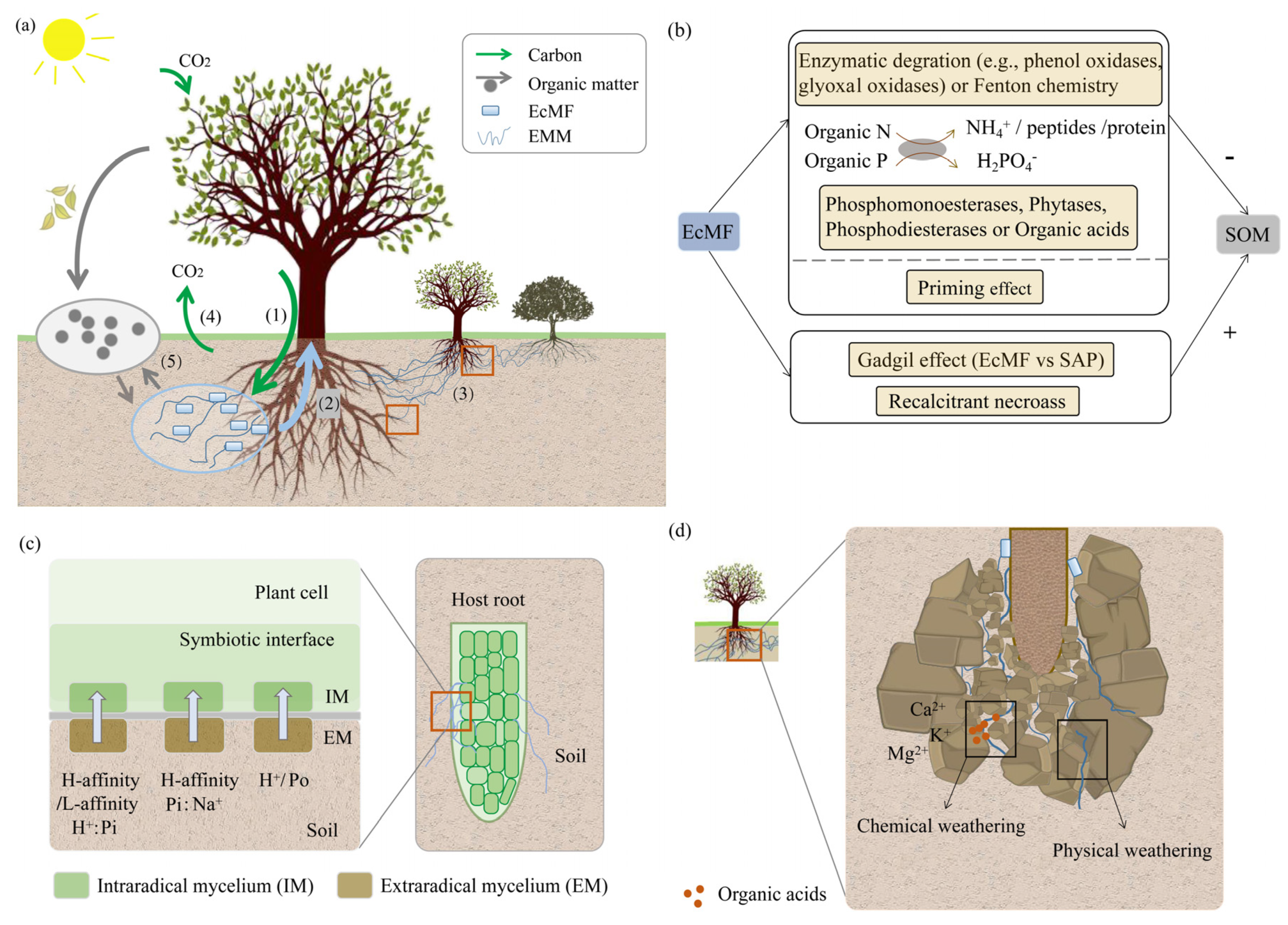 Forests | Free Full-Text | Ectomycorrhizal Fungi: Participation in Nutrient  Turnover and Community Assembly Pattern in Forest Ecosystems