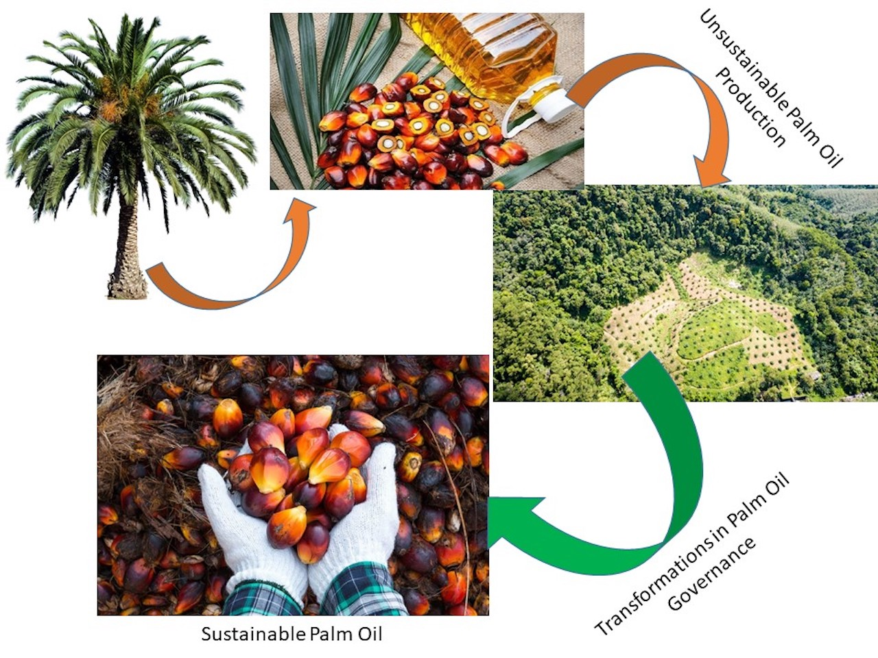 How African palm oil boosts livelihoods and protect forests