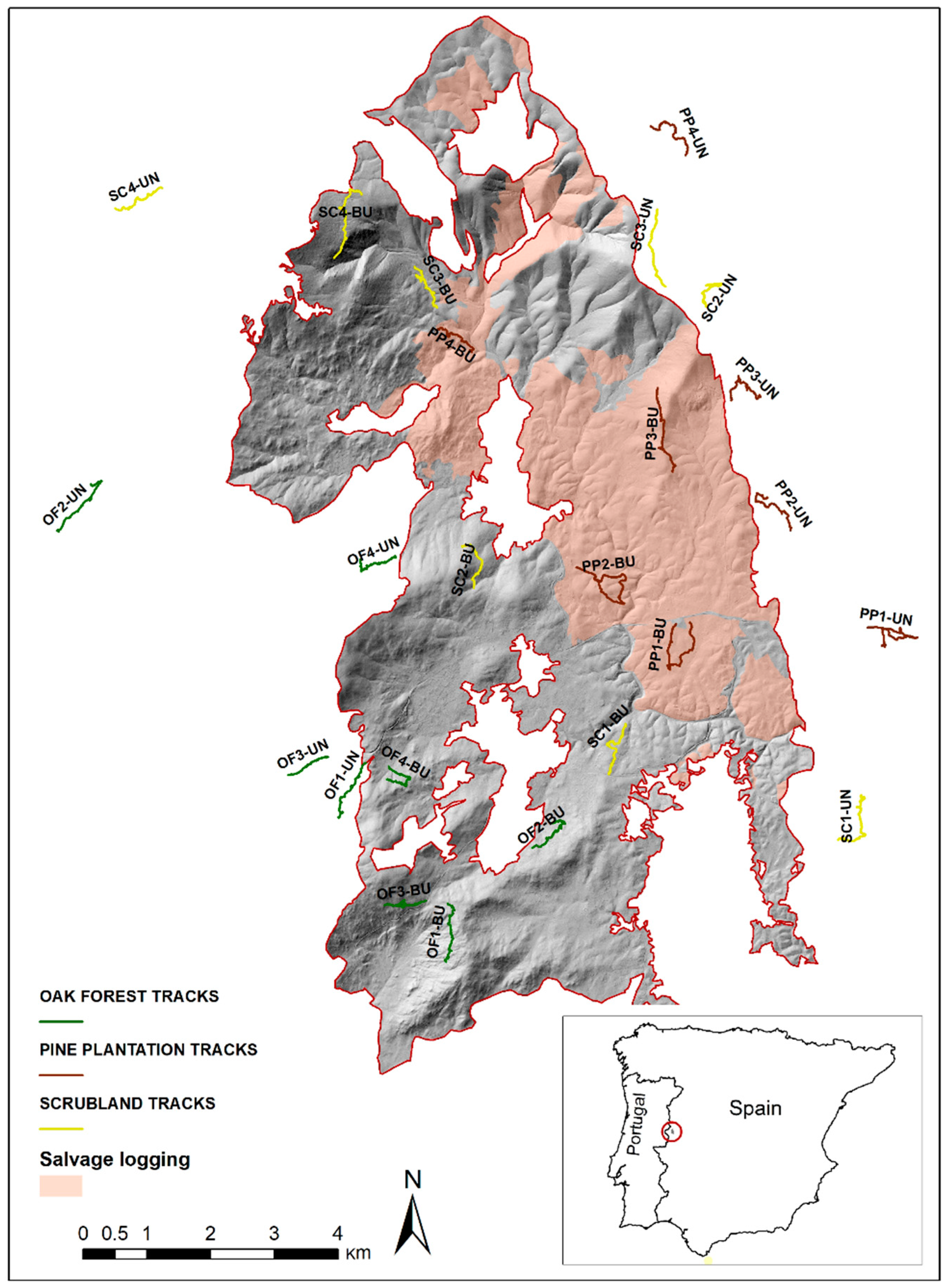 Forests | Free Full-Text | Analysing How Pre-Fire Habitat Legacy and  Post-Fire Management Influence the Resilience of Reptiles to Fire