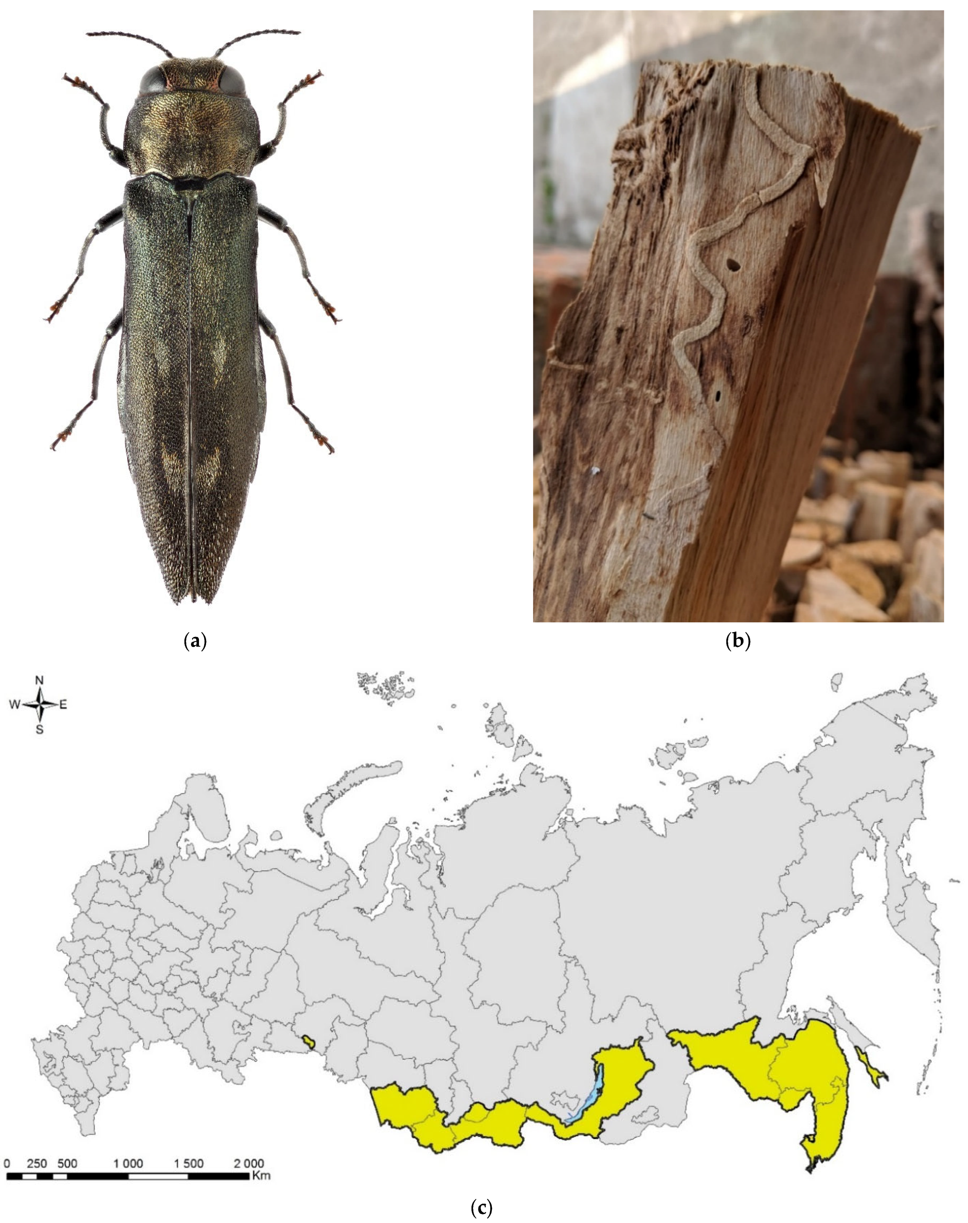 Traps and barriers for keeping pests out - Pests in the Urban