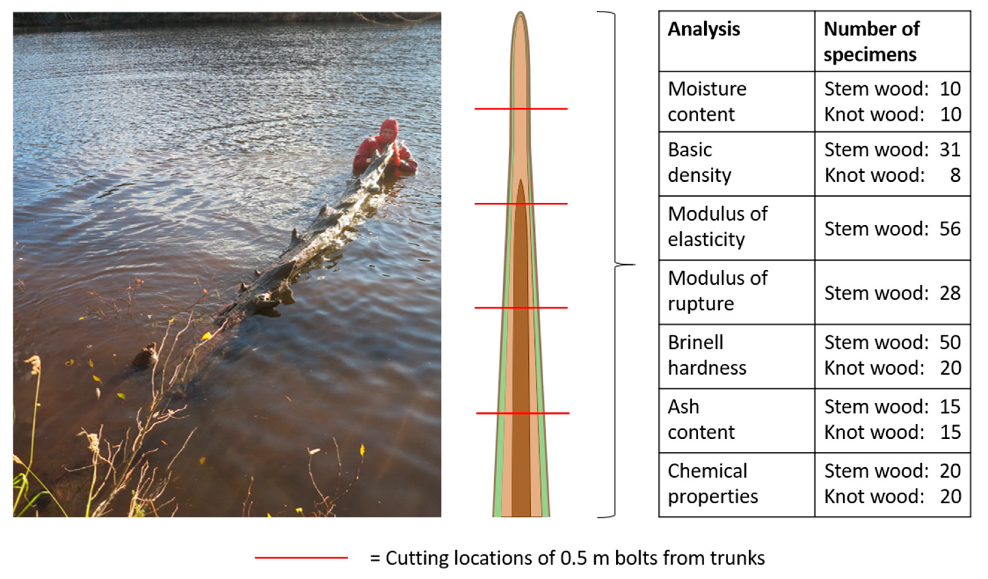 Forests | Free Full-Text | Subfossil Scots Pine (Pinus sylvestris L.) Wood  from Northern Finland—Physical, Mechanical, and Chemical Properties  and Suitability for Specialty Products