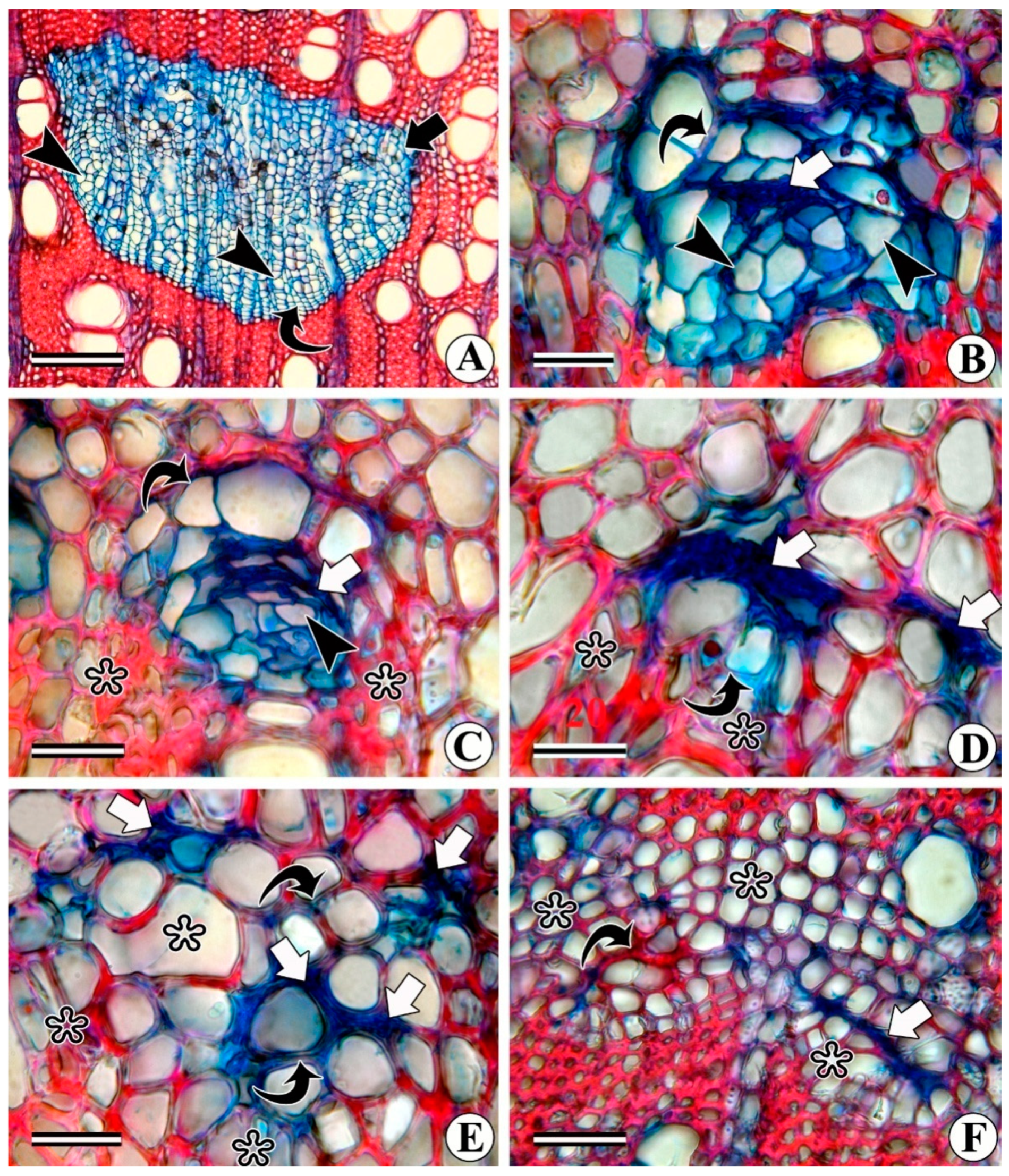 Different fungi genera affecting crops. (a) Potato tuber discoloration... |  Download Scientific Diagram