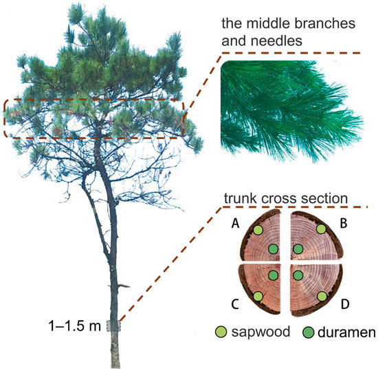Field Efficacy of Fluopyram Suspension Concentrate against Pine Wilt ...