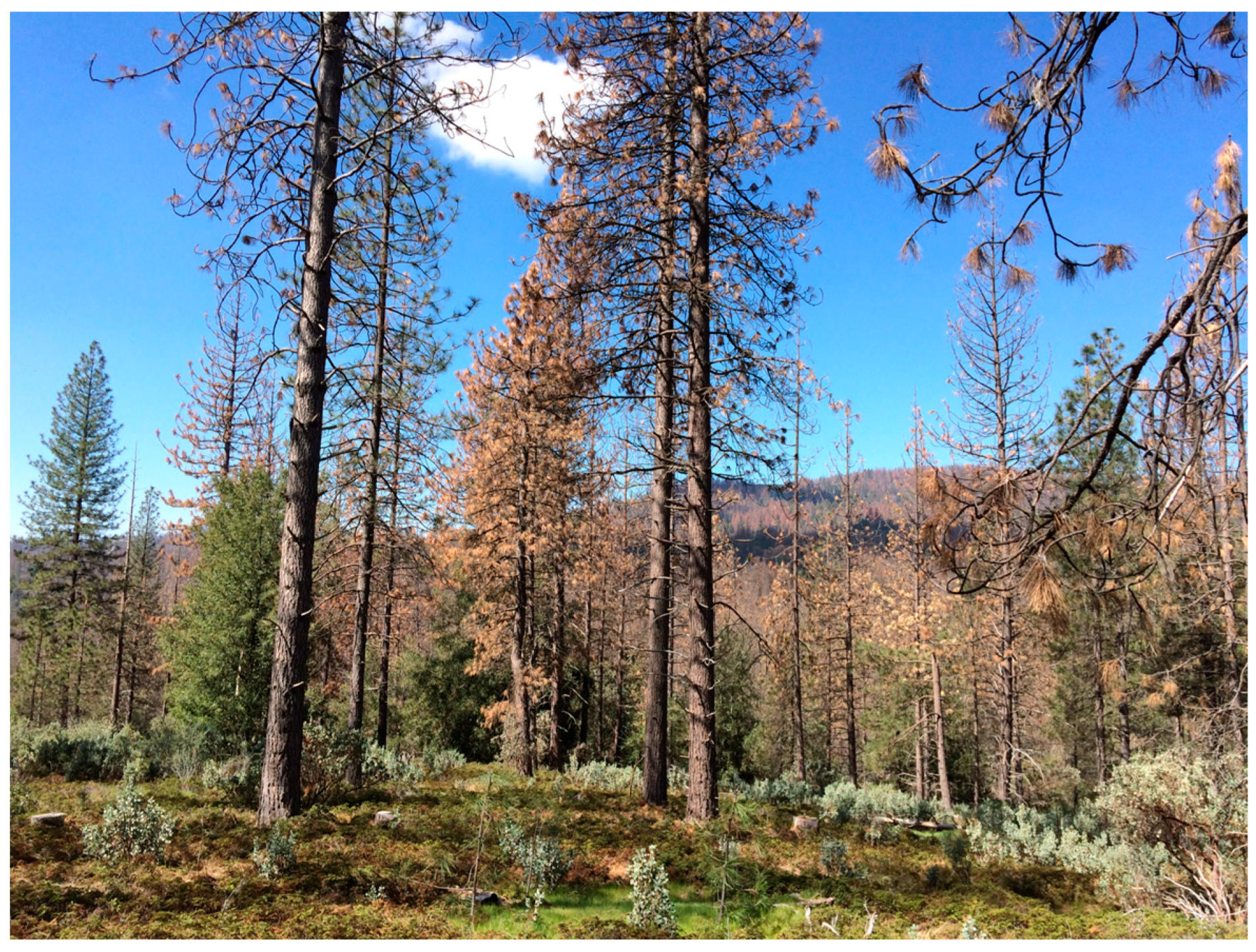 Forests Free Full-Text Applied Chemical Ecology of the Western Pine Beetle, an Important Pest of Ponderosa Pine in Western North America
