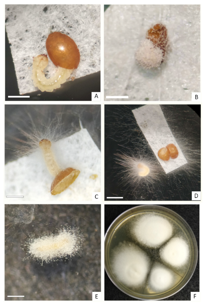 Ovicidal Effect of Entomopathogenic Fungi on Emerald Ash Borer, Agrilus ...