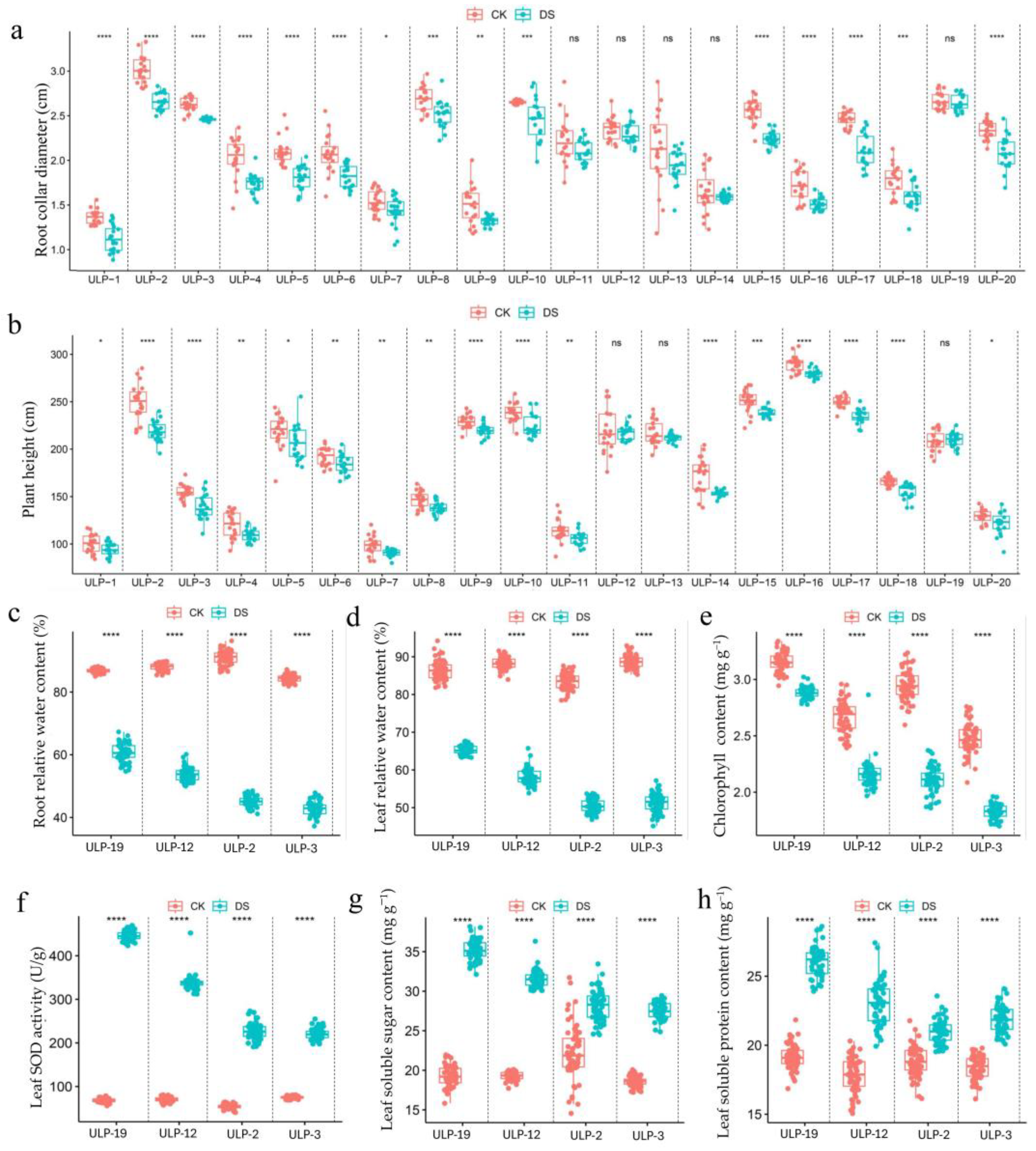 Morphological, Physiological, And Transcriptional Responses To Drought 