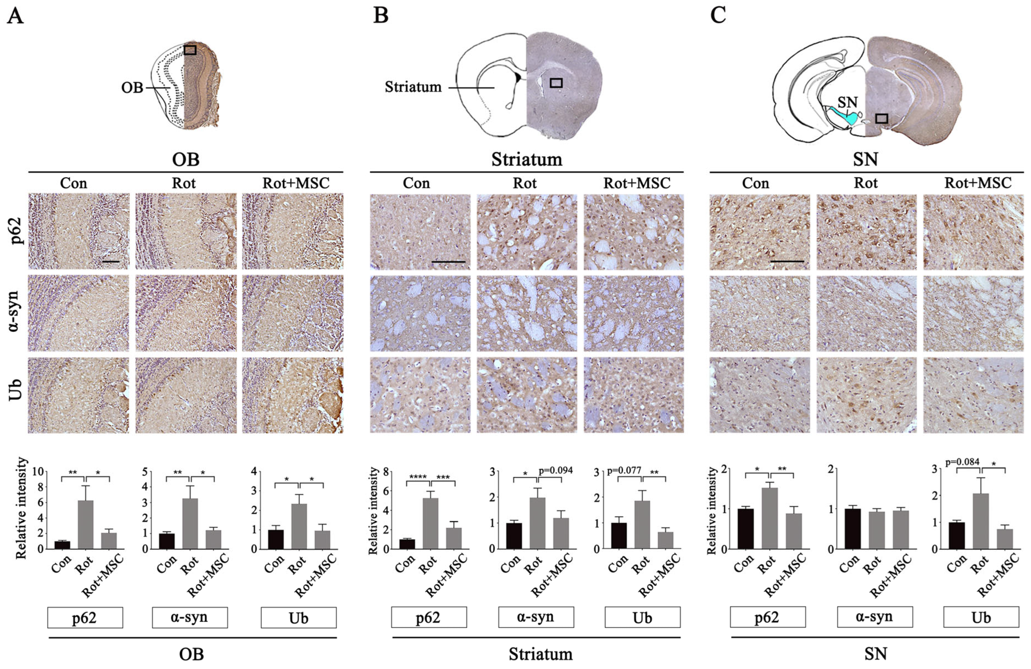 Intranasally Delivered Mesenchymal Stem Cells Reverses Prodromal Non ...