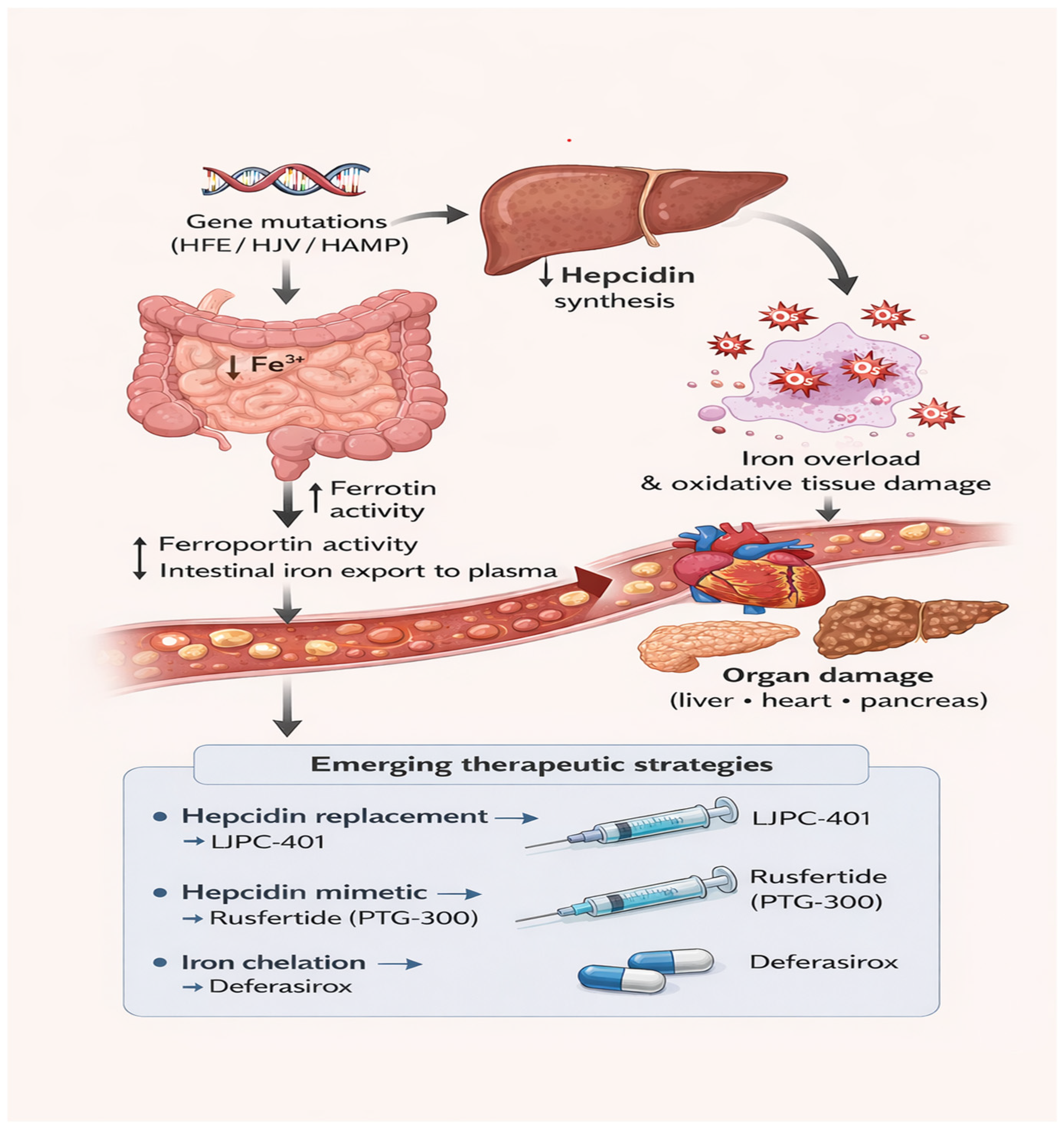 Hereditary Hemochromatosis: Pathophysiological Basis and Emerging ...
