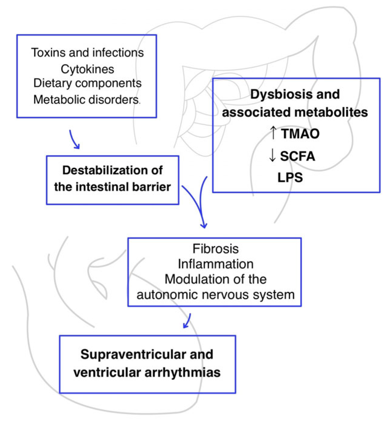Gut Dysbiosis and Arrhythmogenesis: The Potential Role of Microbial ...