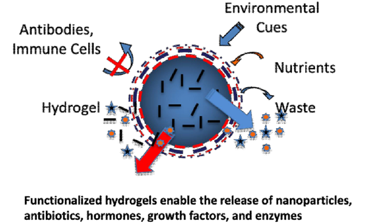 Gels | Free Full-Text | Creating Structured Hydrogel Microenvironments ...