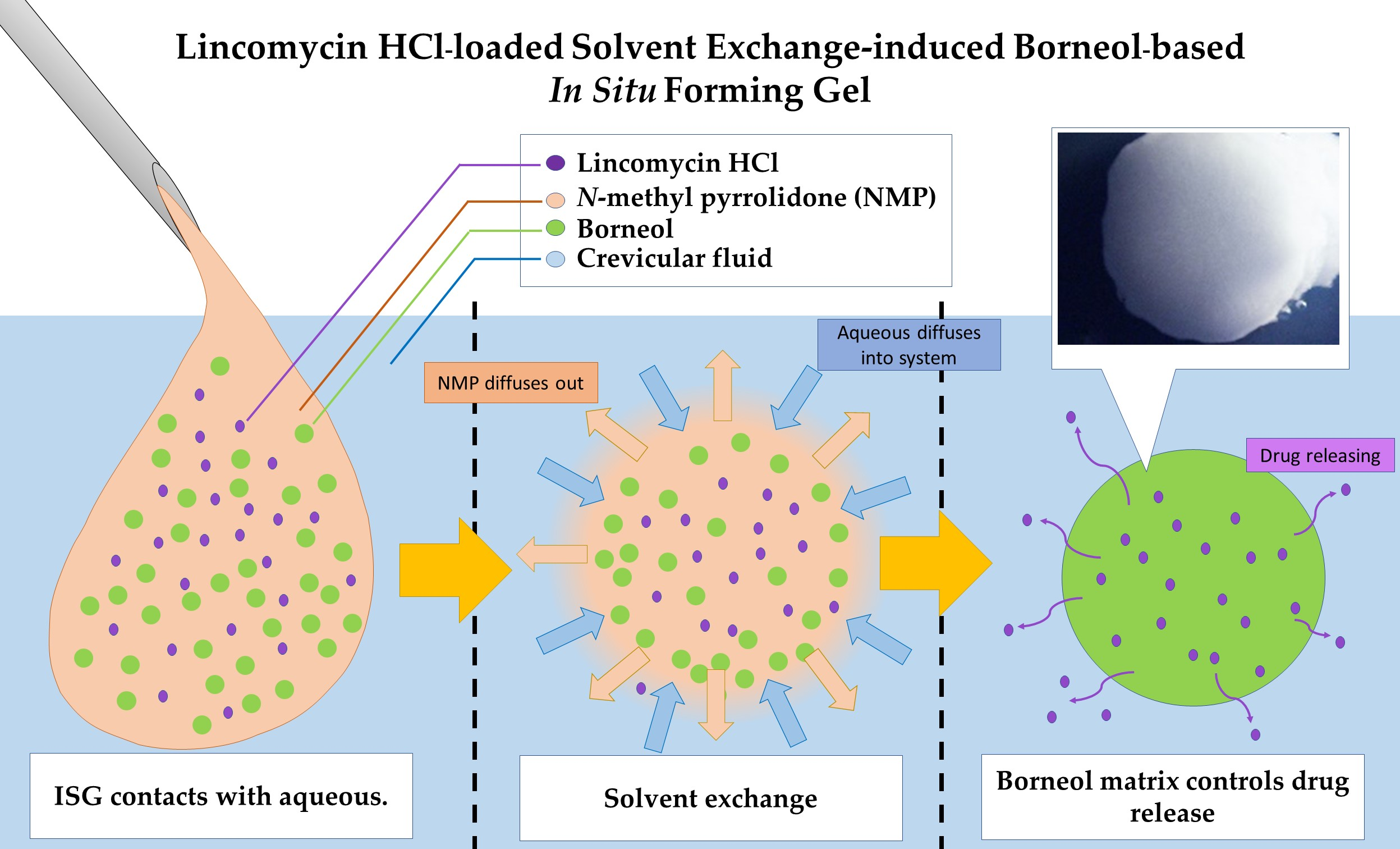 Gels | Free Full-Text | Lincomycin HCl-Loaded Borneol-Based In 