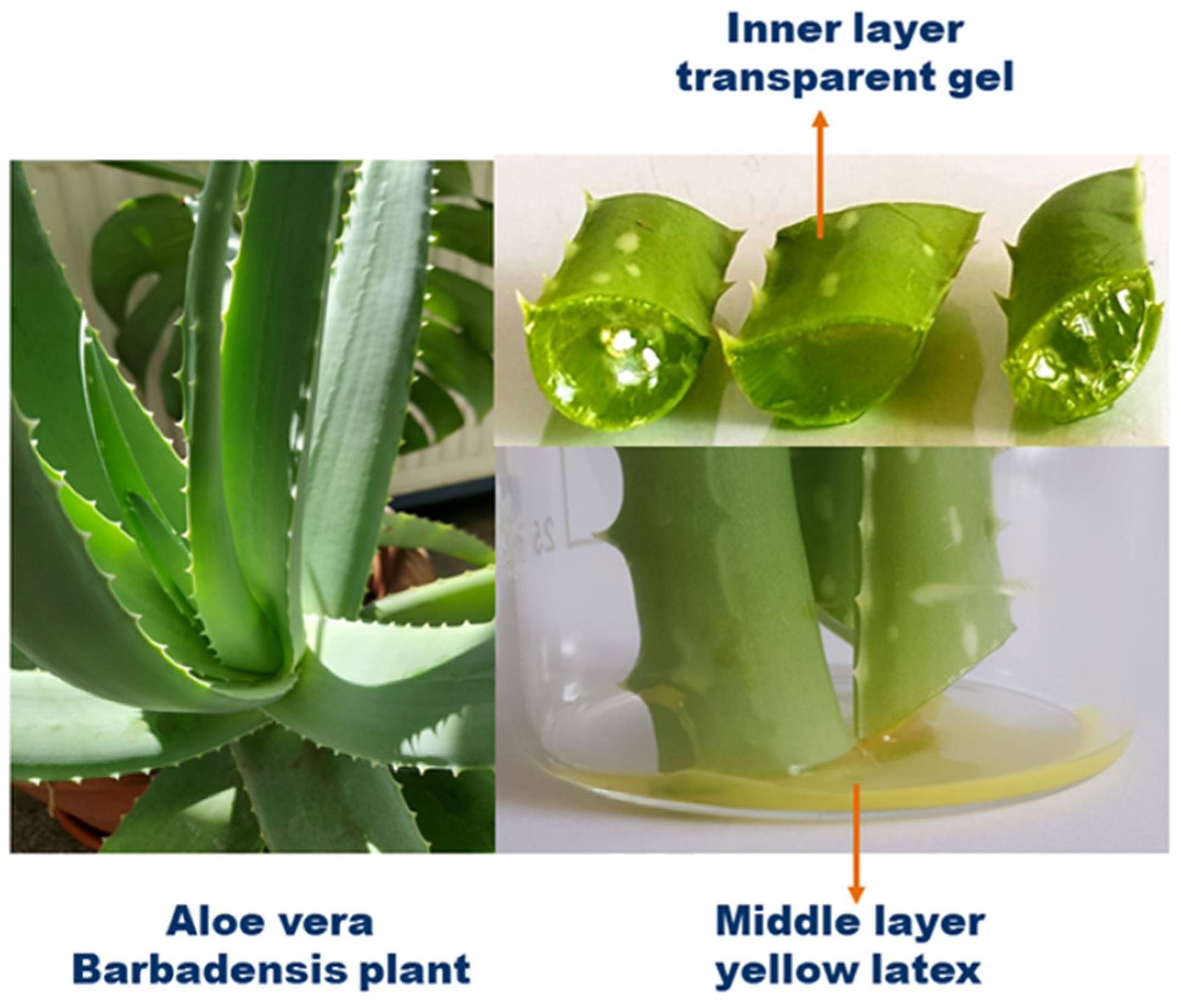Gels | Full-Text | Aloe vera-Based Hydrogels for Wound Healing: Properties and Therapeutic