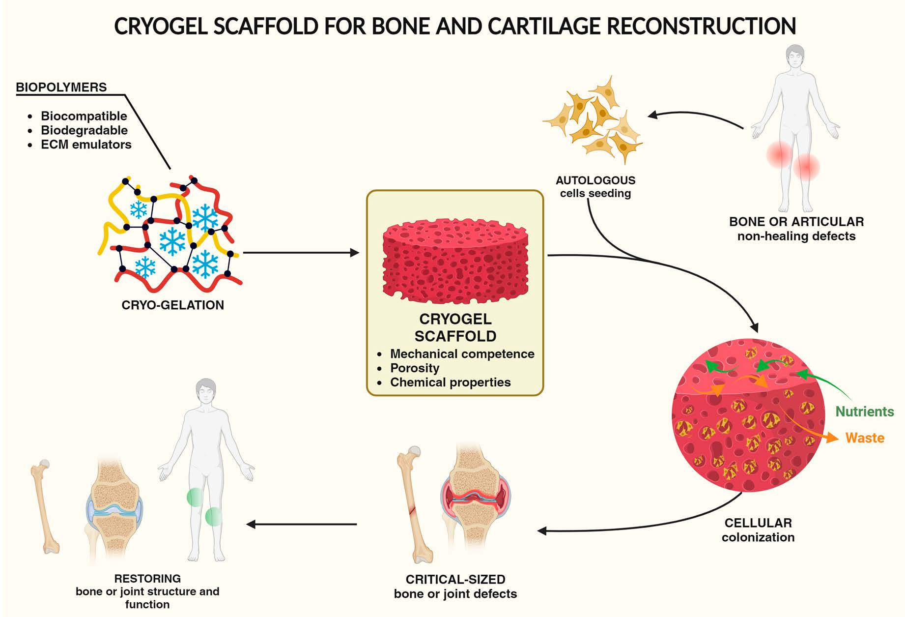 (PDF) Custom-Made Synthetic Scaffolds for Bone Reconstruction: A