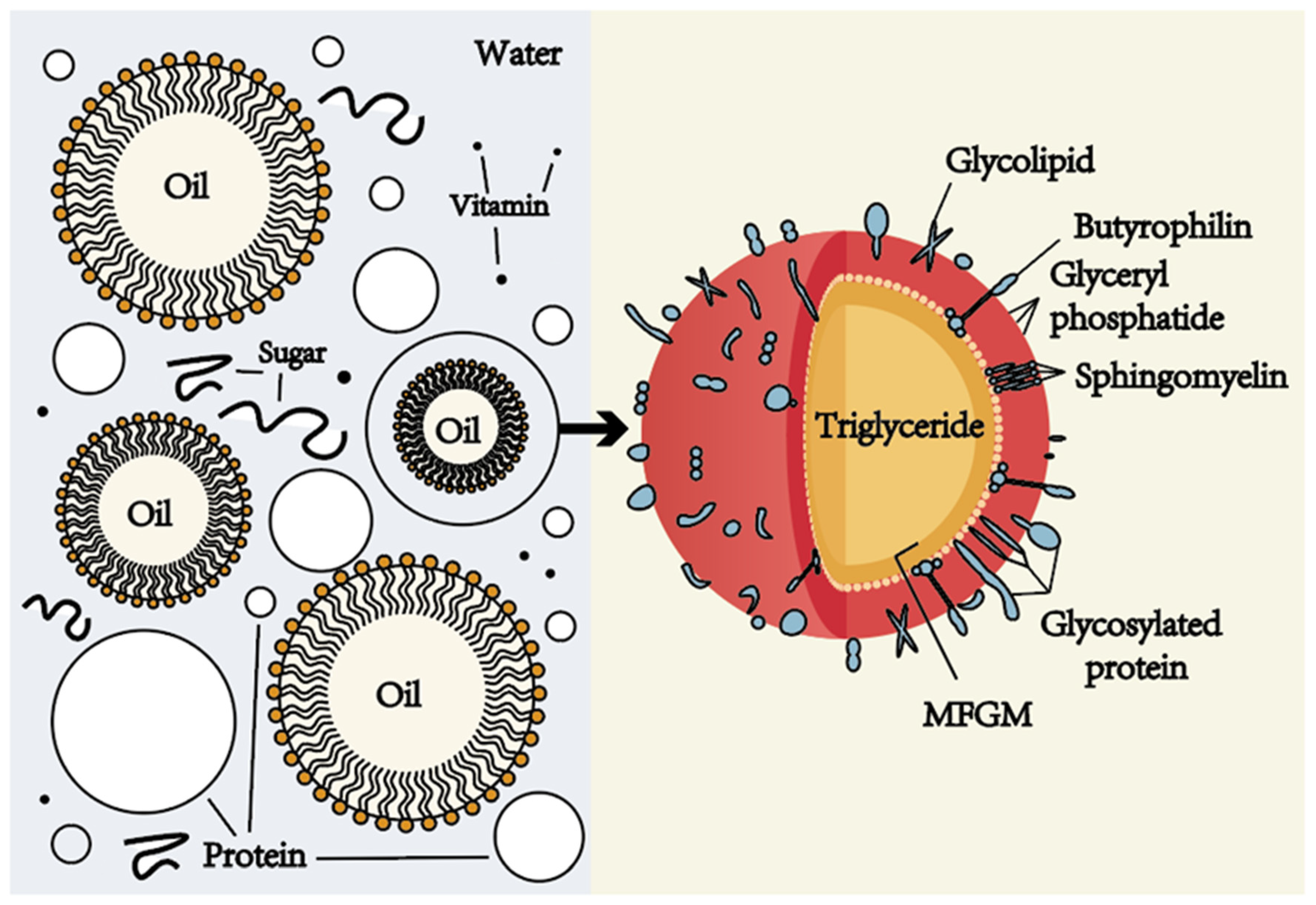 Emulsion Structural Remodeling In Milk And Its Gelling Products A Review Emulsion Structural Remodeling In Milk And Its Gelling Products A Review
