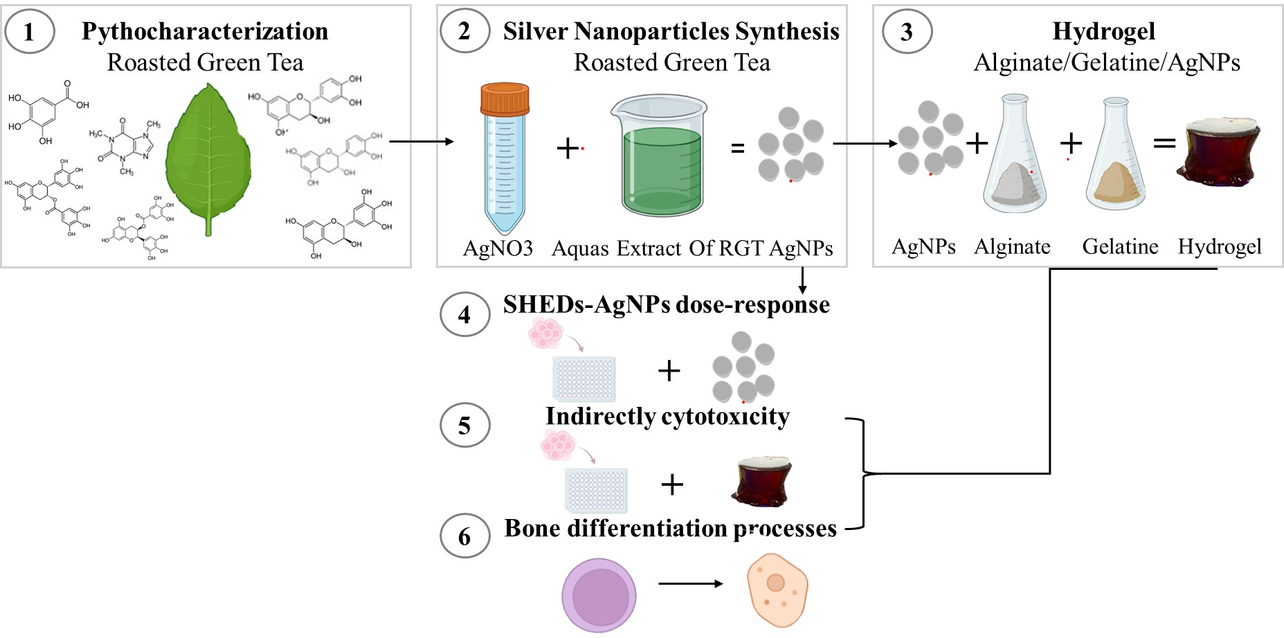 Green Synthesis of Silver Nanoparticles with Roasted Green Tea:  Applications in Alginate–Gelatin Hydrogels for Bone Regeneration