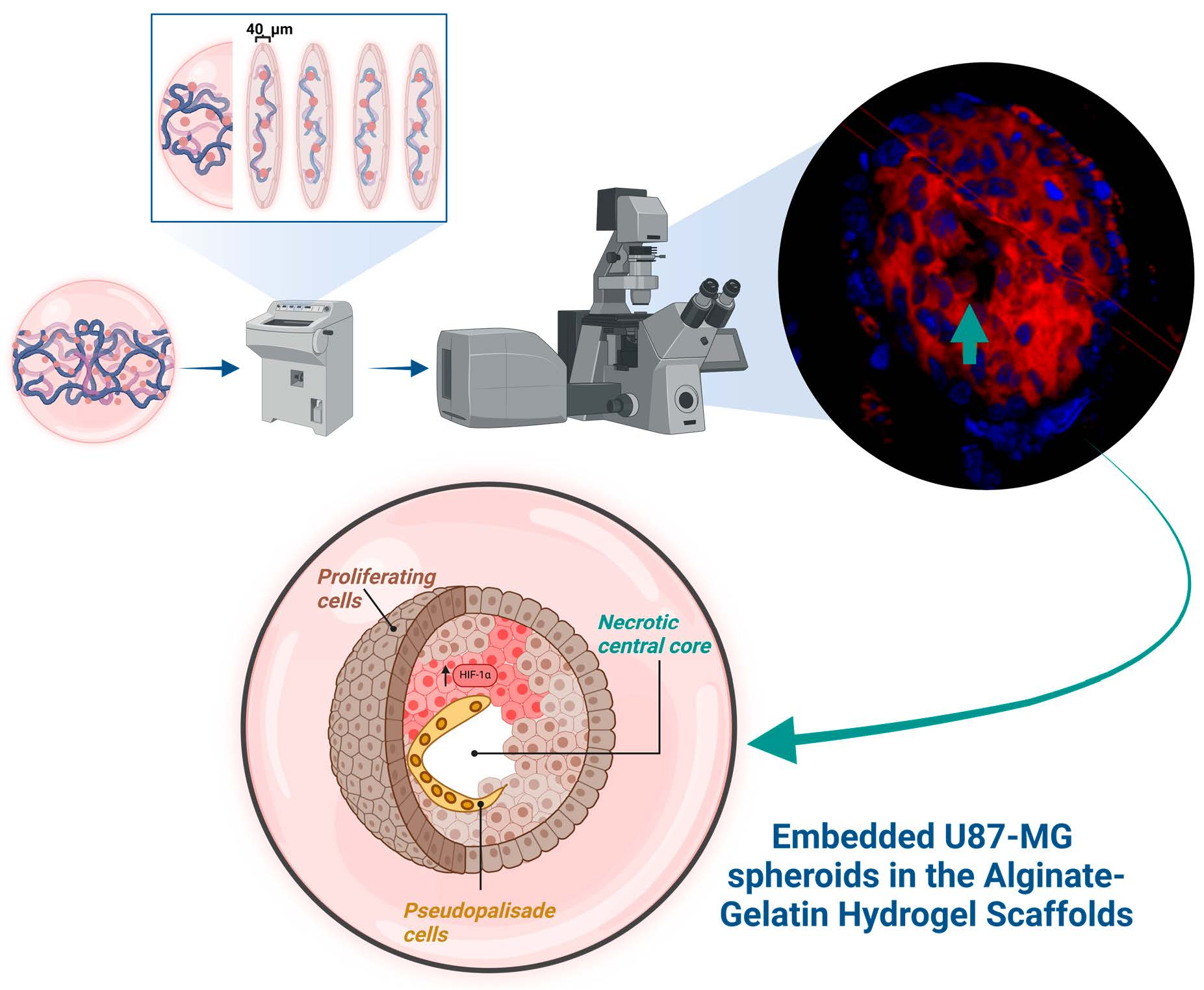 Alginate–Gelatin Hydrogel Scaffold Model for Hypoxia Alginate–Gelatin Hydrogel Scaffold Model for Hypoxia