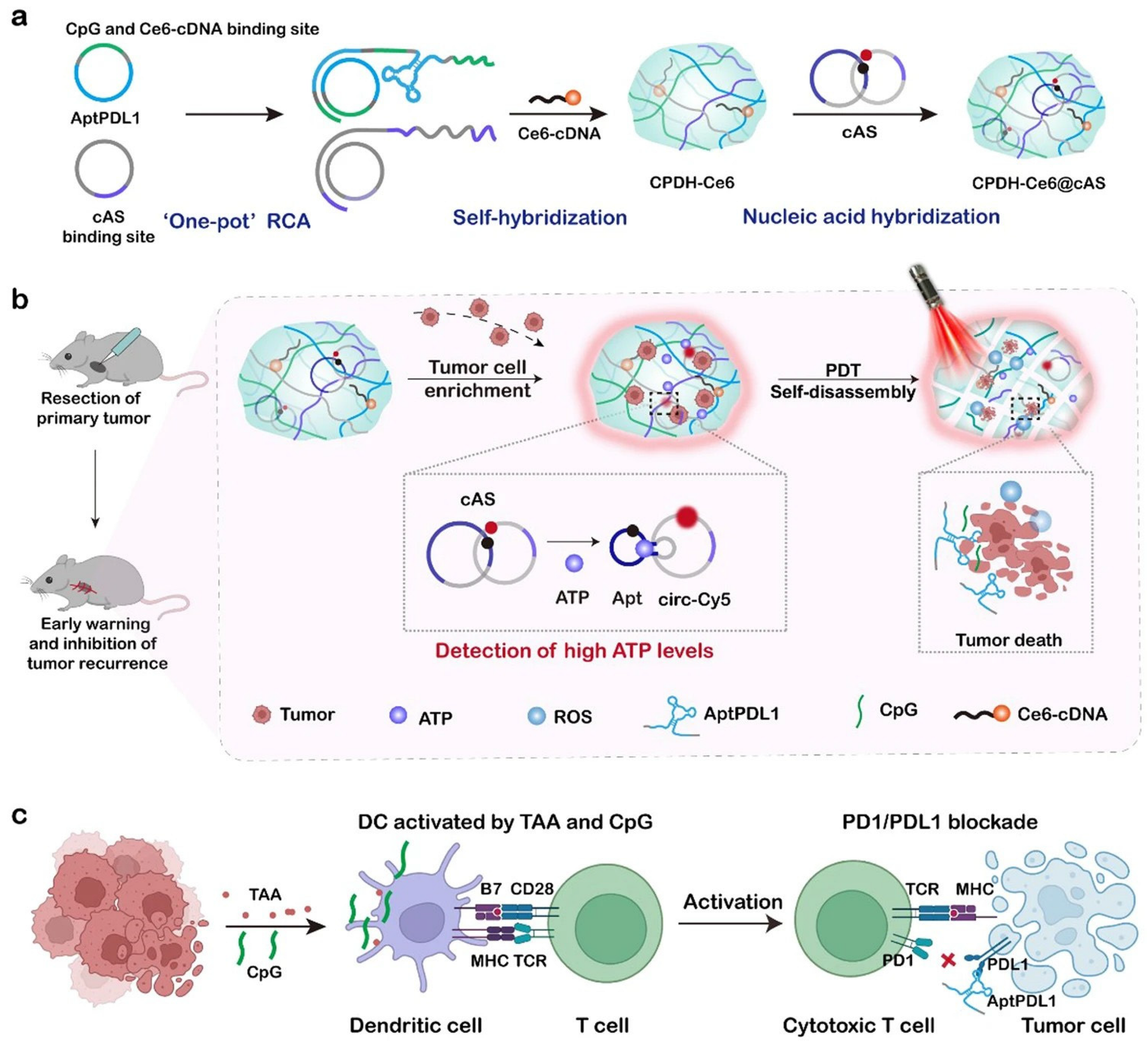 Recent Advances in Smart Stimulus-Responsive Hydrogels for Precision ...