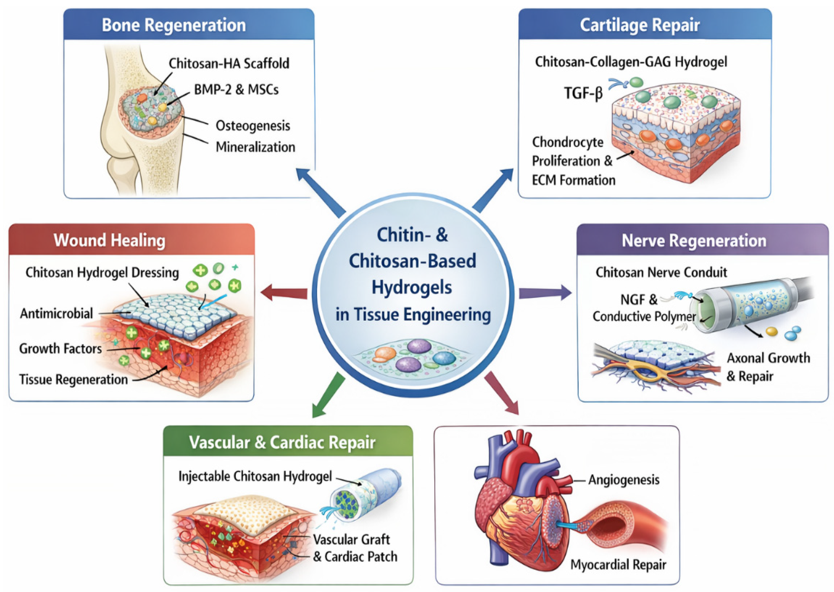 Recent Advances and Applications of Chitin and Chitosan Hydrogel ...