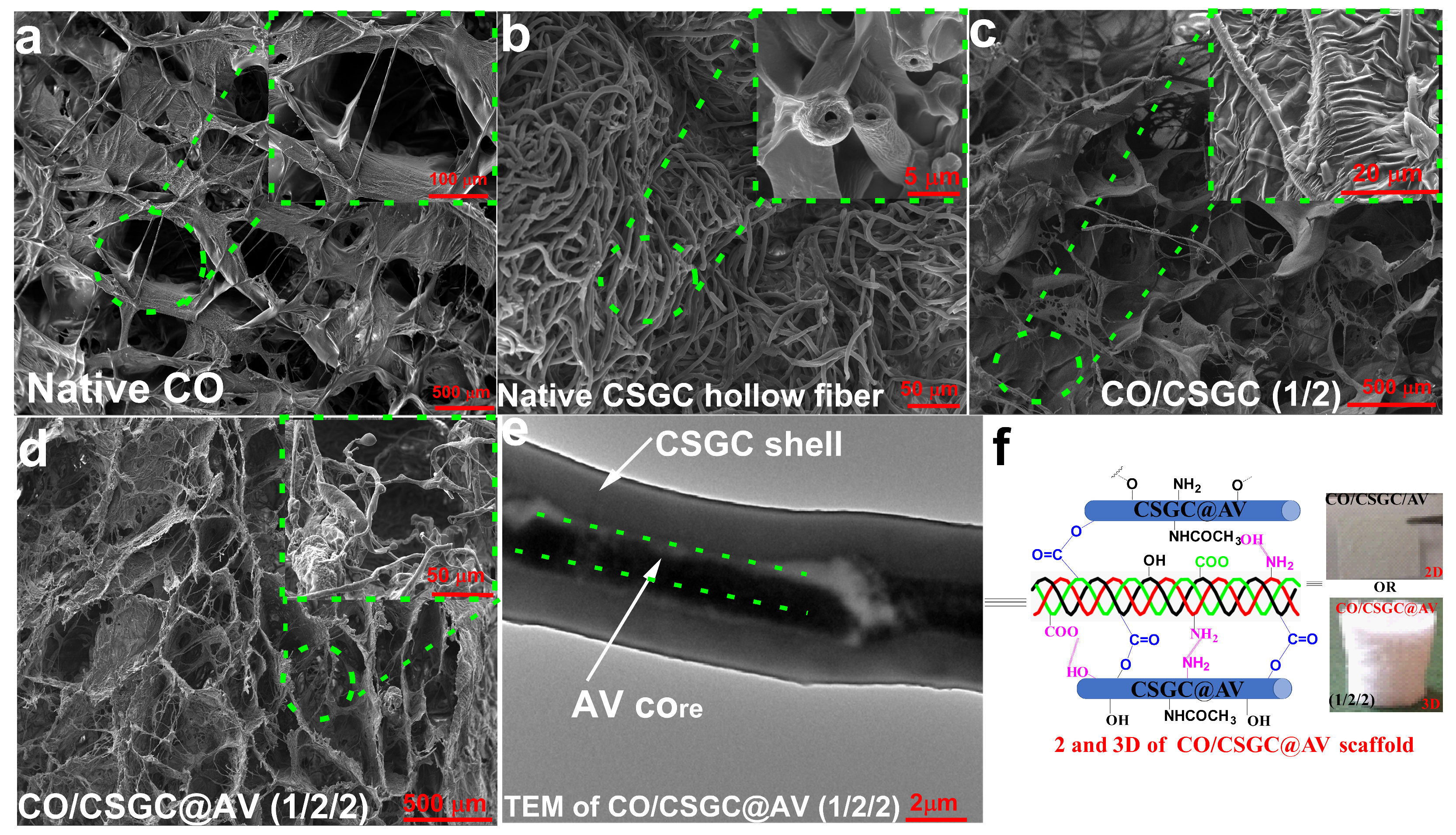 Recent Advances and Applications of Chitin and Chitosan Hydrogel ...