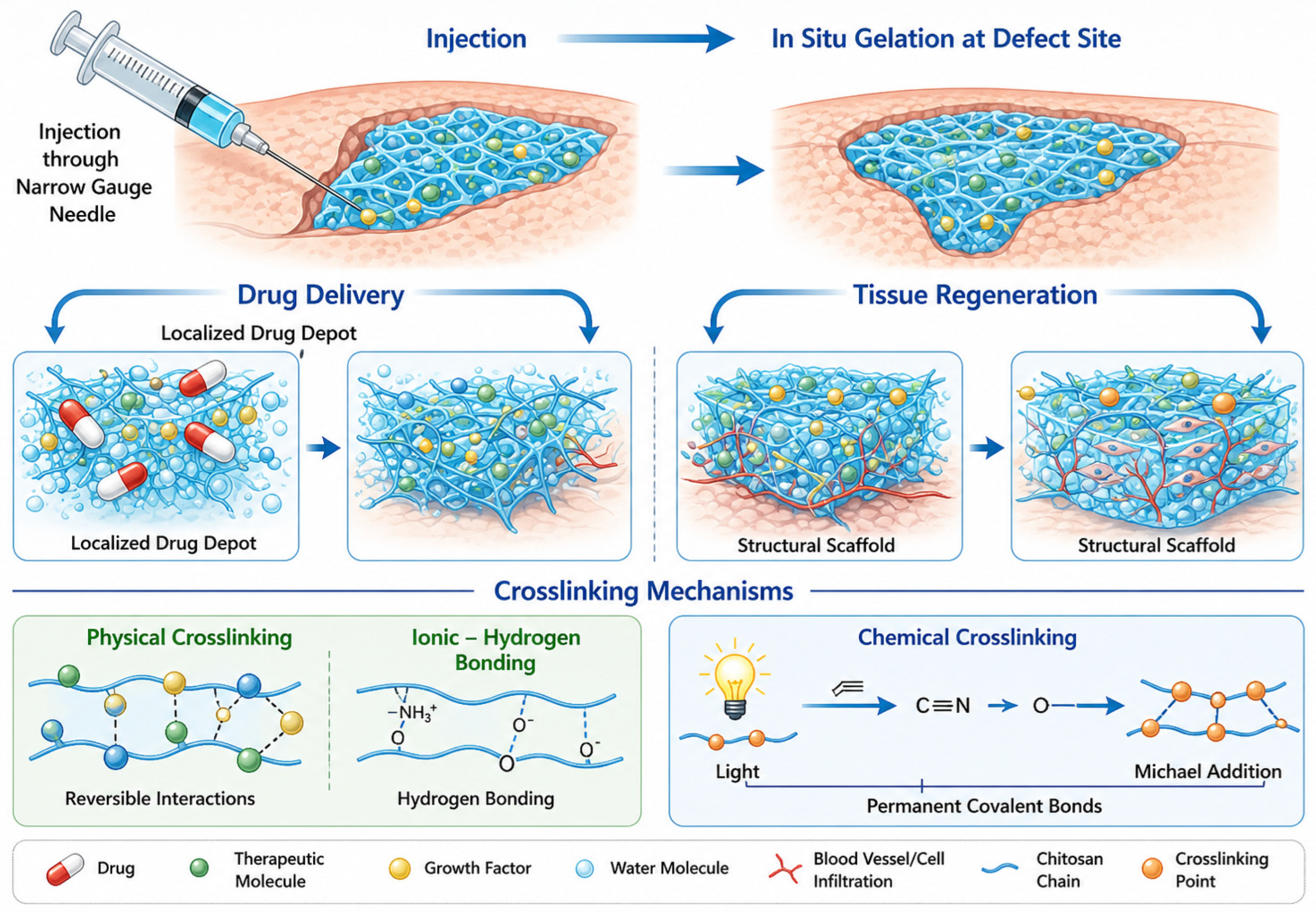 Recent Advances and Applications of Chitin and Chitosan Hydrogel ...
