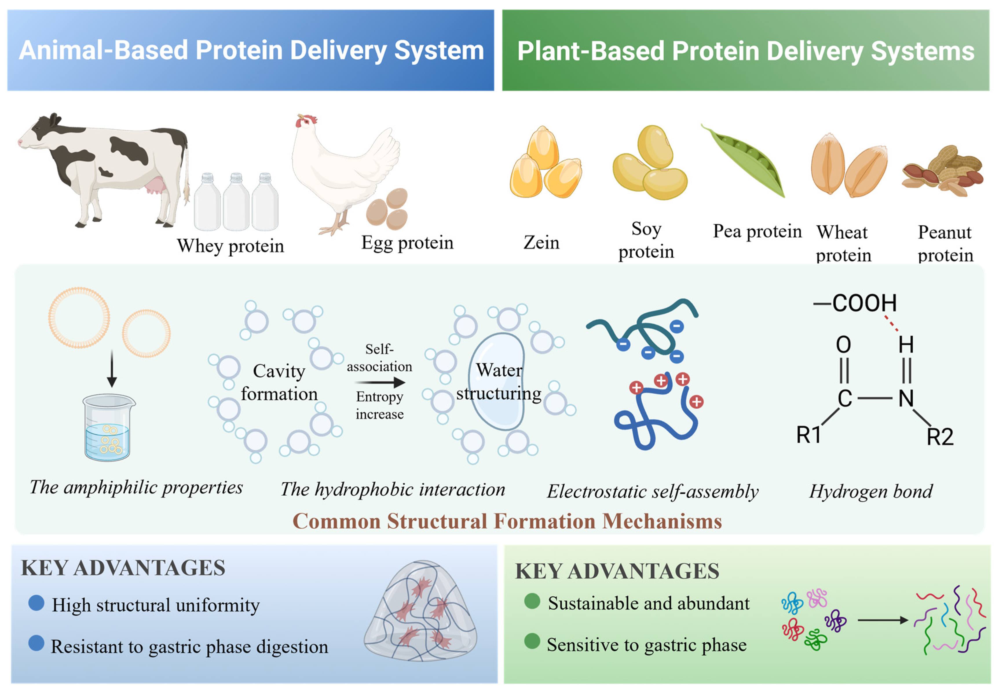 Protein Advantage Shell Design-Driven Gel-Based Delivery Systems for Bioactives in Sports Nutrition