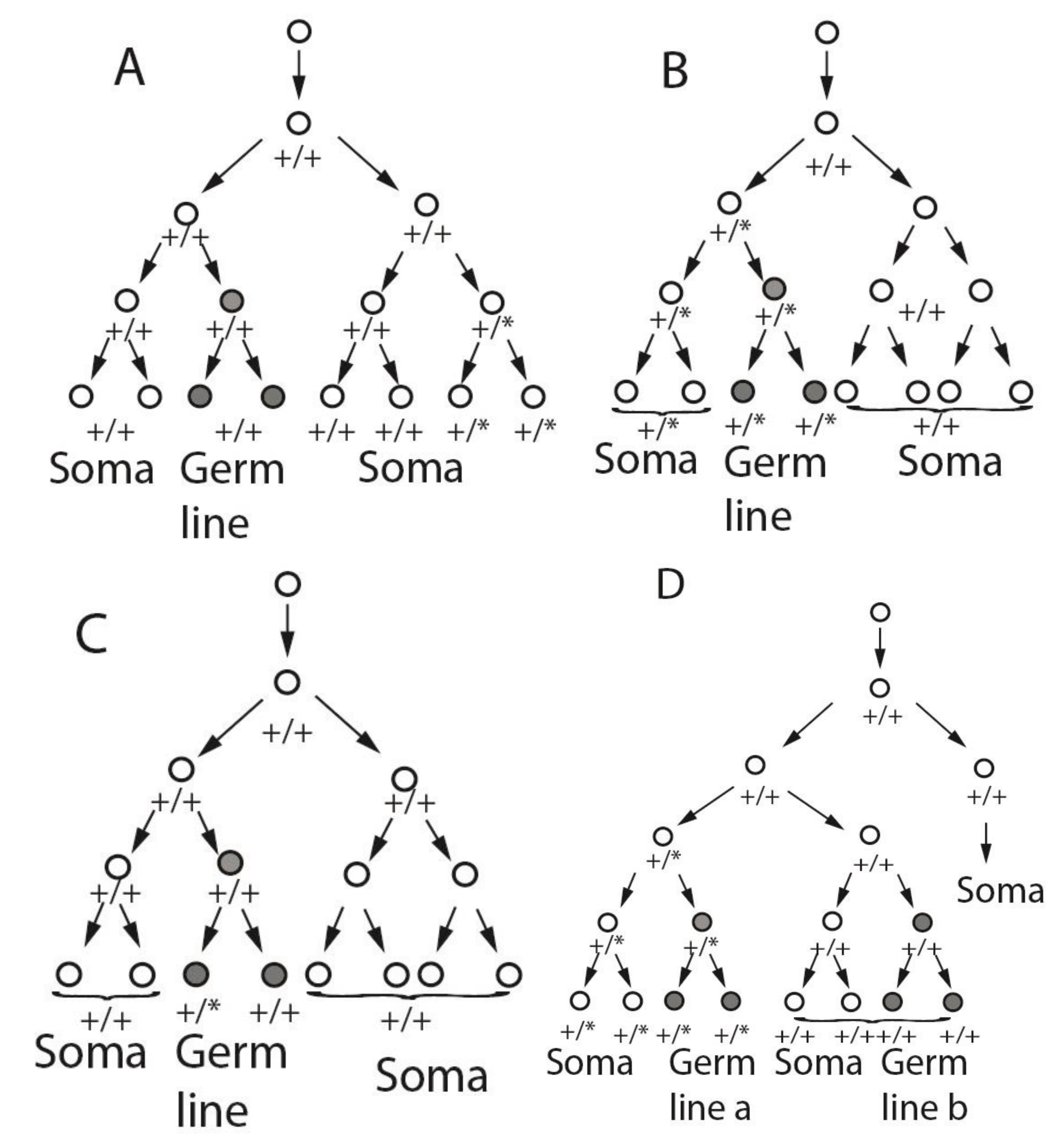 Somatic and germ‐line mosaicism in Rubinstein–Taybi syndrome - Chiang -  2009 - American Journal of Medical Genetics Part A - Wiley Online Library