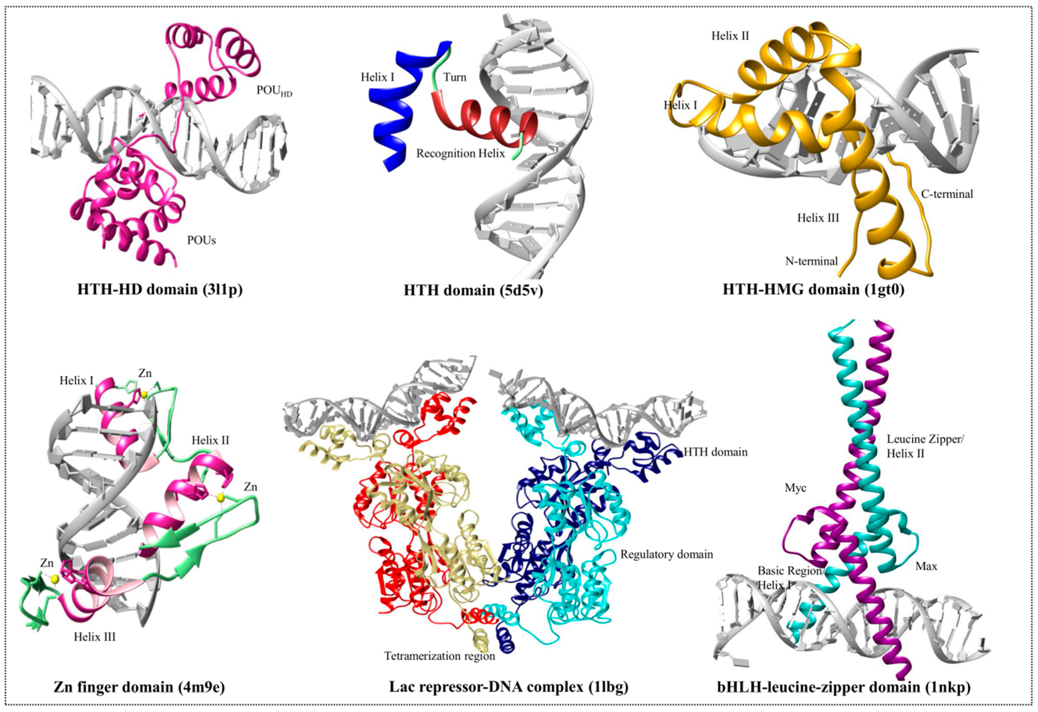 Genes | Free Full-Text | Proteins Recognizing DNA: Structural 