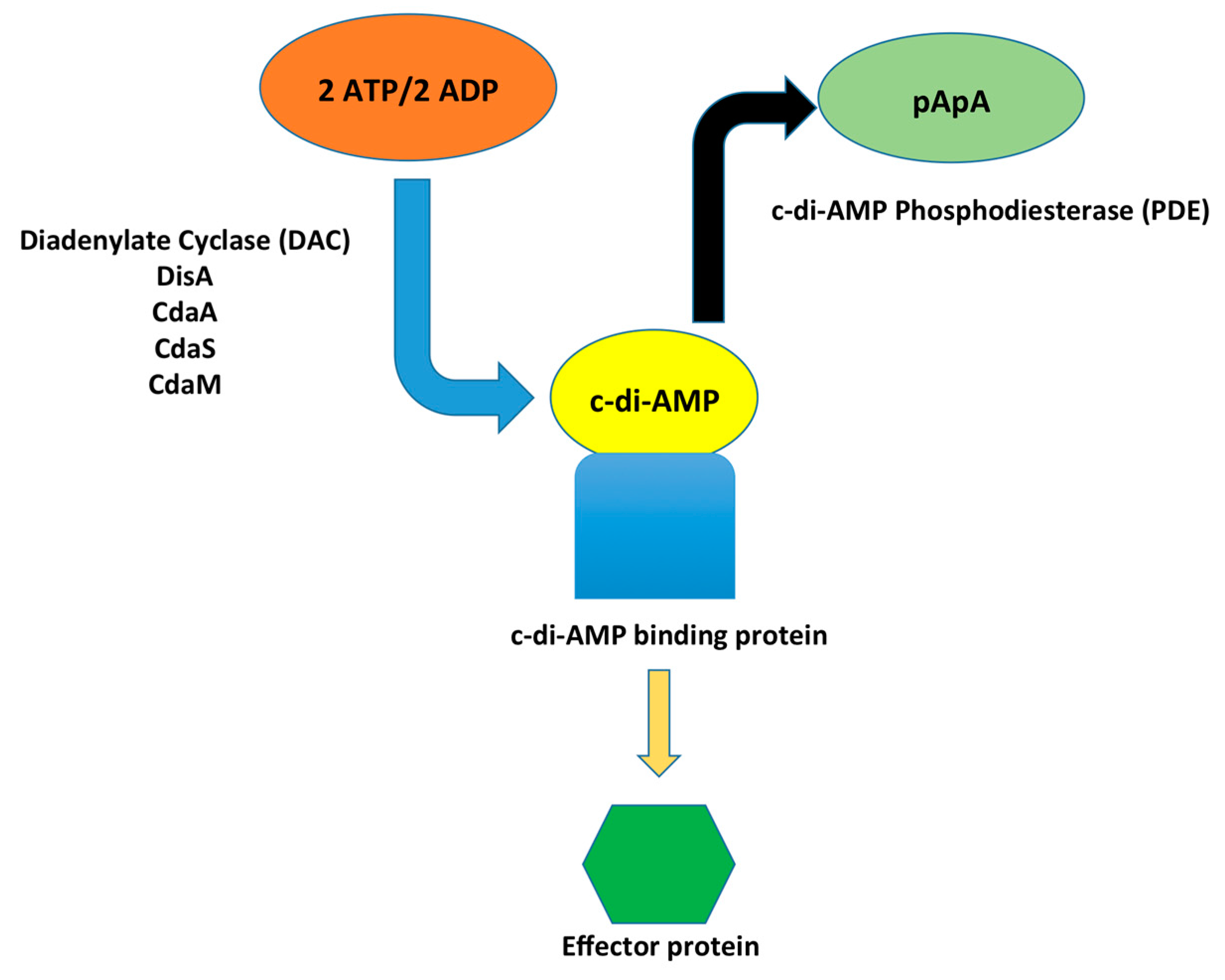Genes | Free Full-Text | c-di-AMP: An Essential Molecule in the 