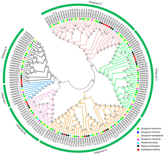 Genes | Free Full-Text | Identification of TPX2 Gene Family in Upland ...