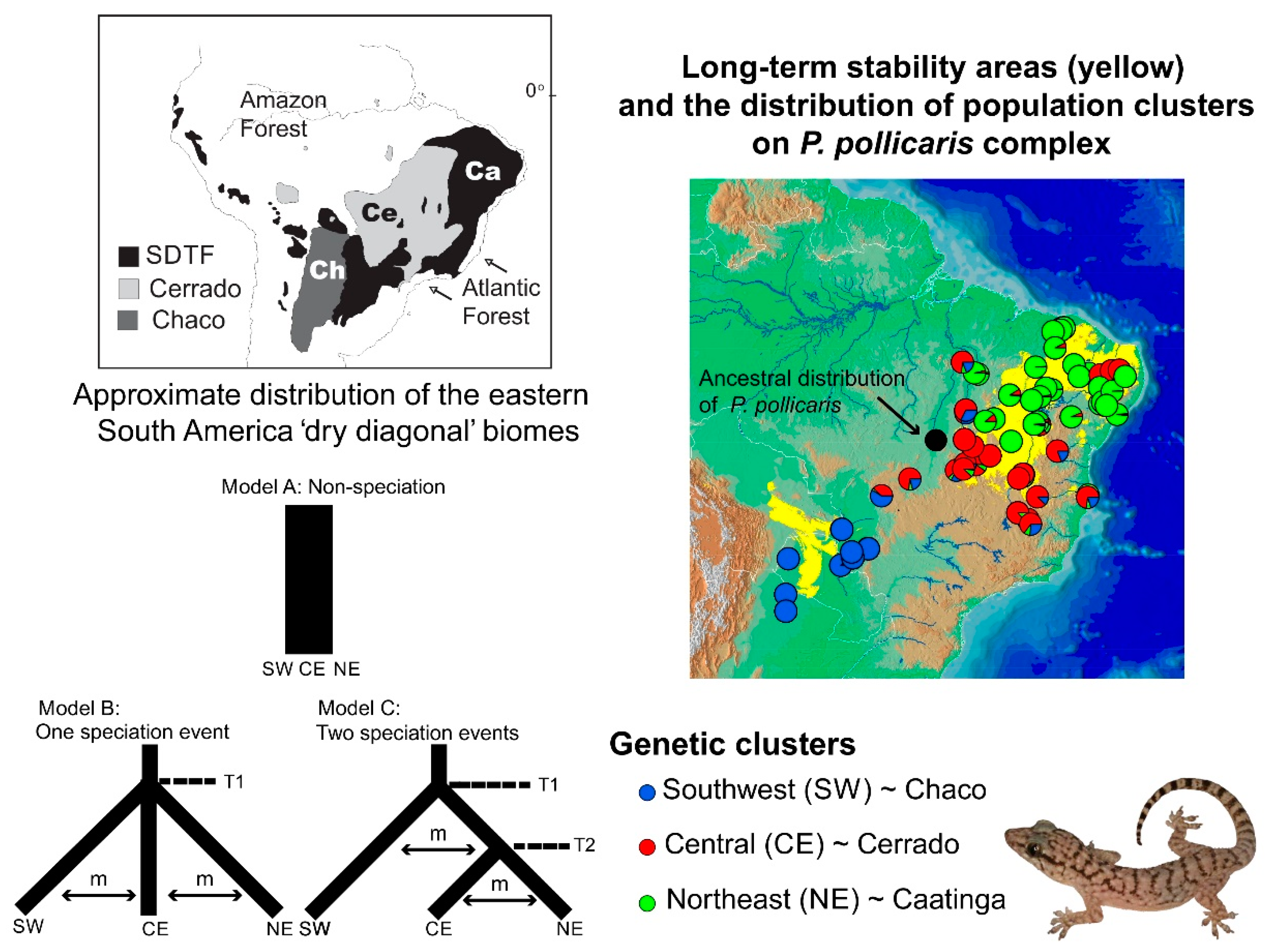 Multi-temporal ecological niche modeling for bird conservation in the face  of climate change scenarios in Caatinga, Brazil [PeerJ]