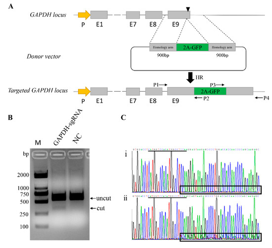 Genes | Free Full-Text | Identification of Glyceraldehyde-3-Phosphate ...