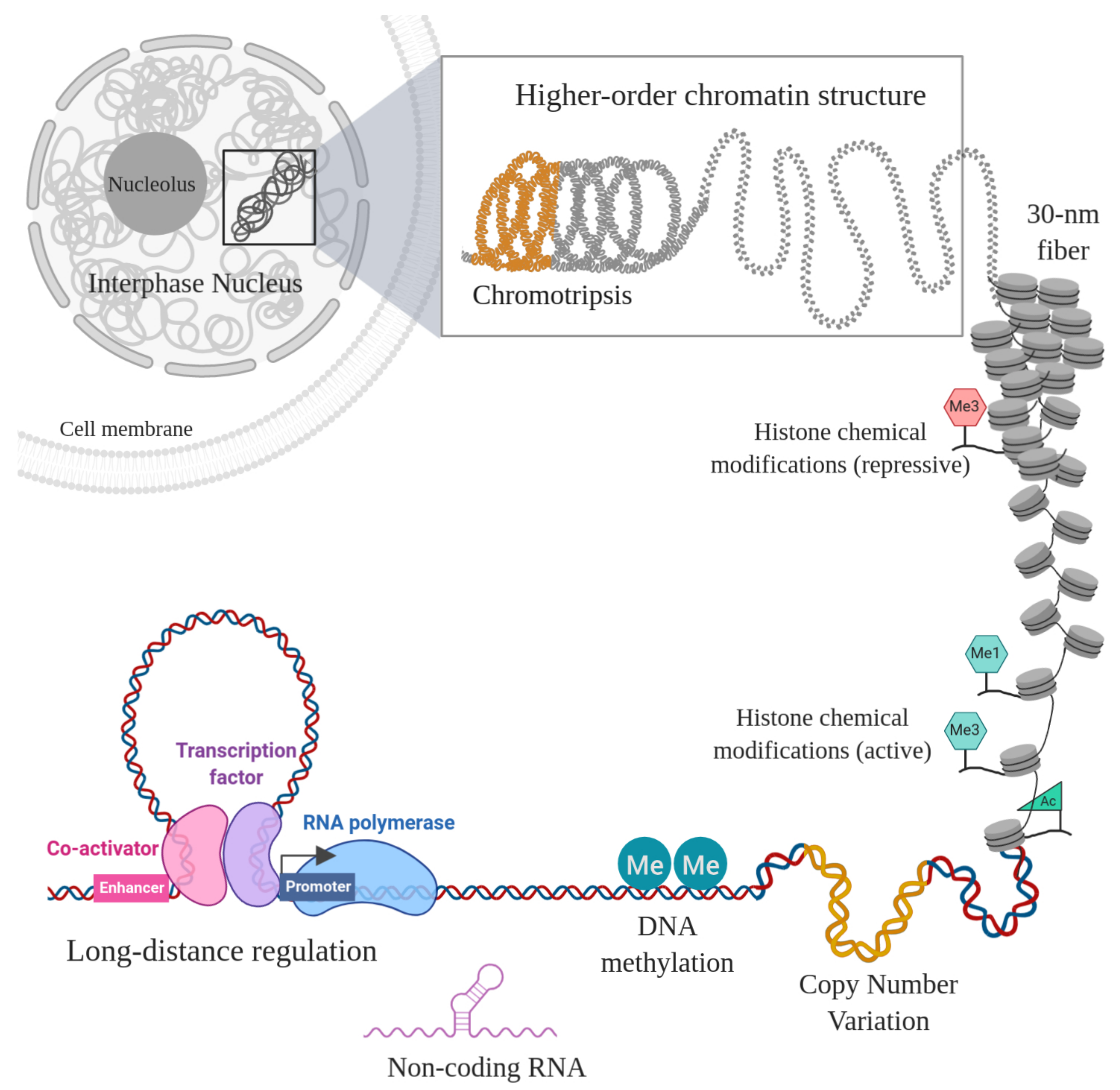 Chromatin Structure And Gene Expression Chromatin Structure And Gene Expression
