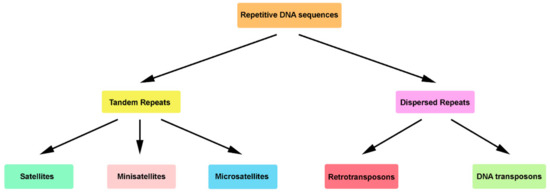 Genes | Free Full-Text | Conversion Of DNA Sequences: From A ...