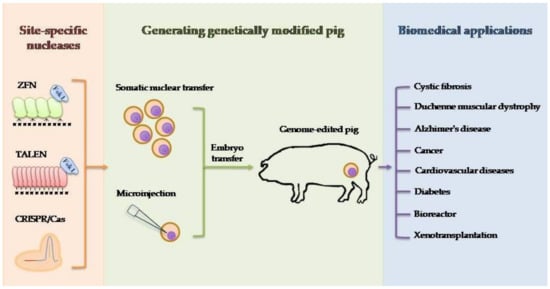Genes | Free Full-Text | Application of Genetically Engineered Pigs in  Biomedical Research