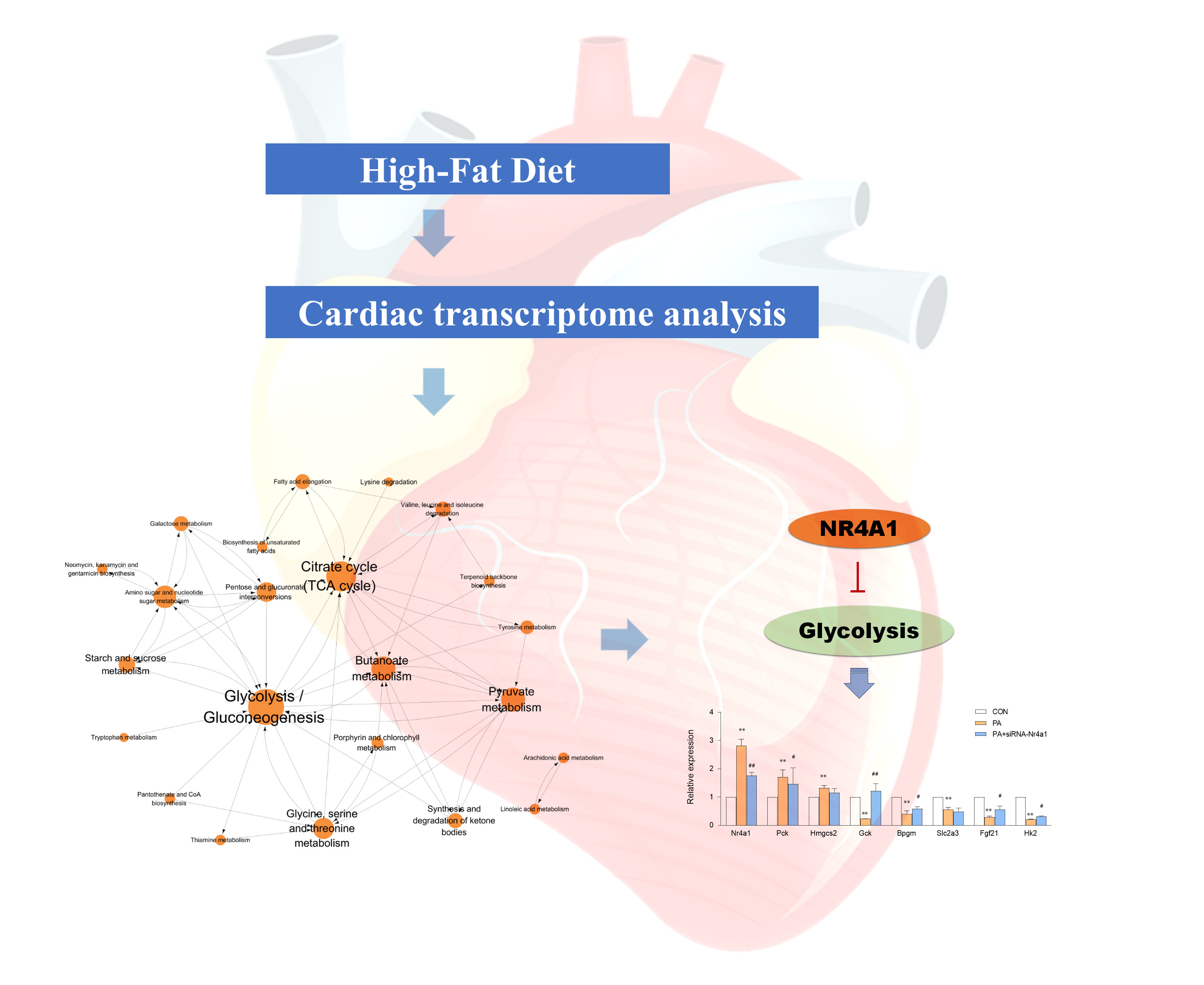 Frontiers  Transcriptome data analysis of primary cardiomyopathies reveals  perturbations in arachidonic acid metabolism