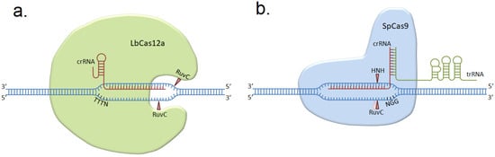 Genes | Free Full-Text | SpCas9- and LbCas12a-Mediated DNA Editing ...