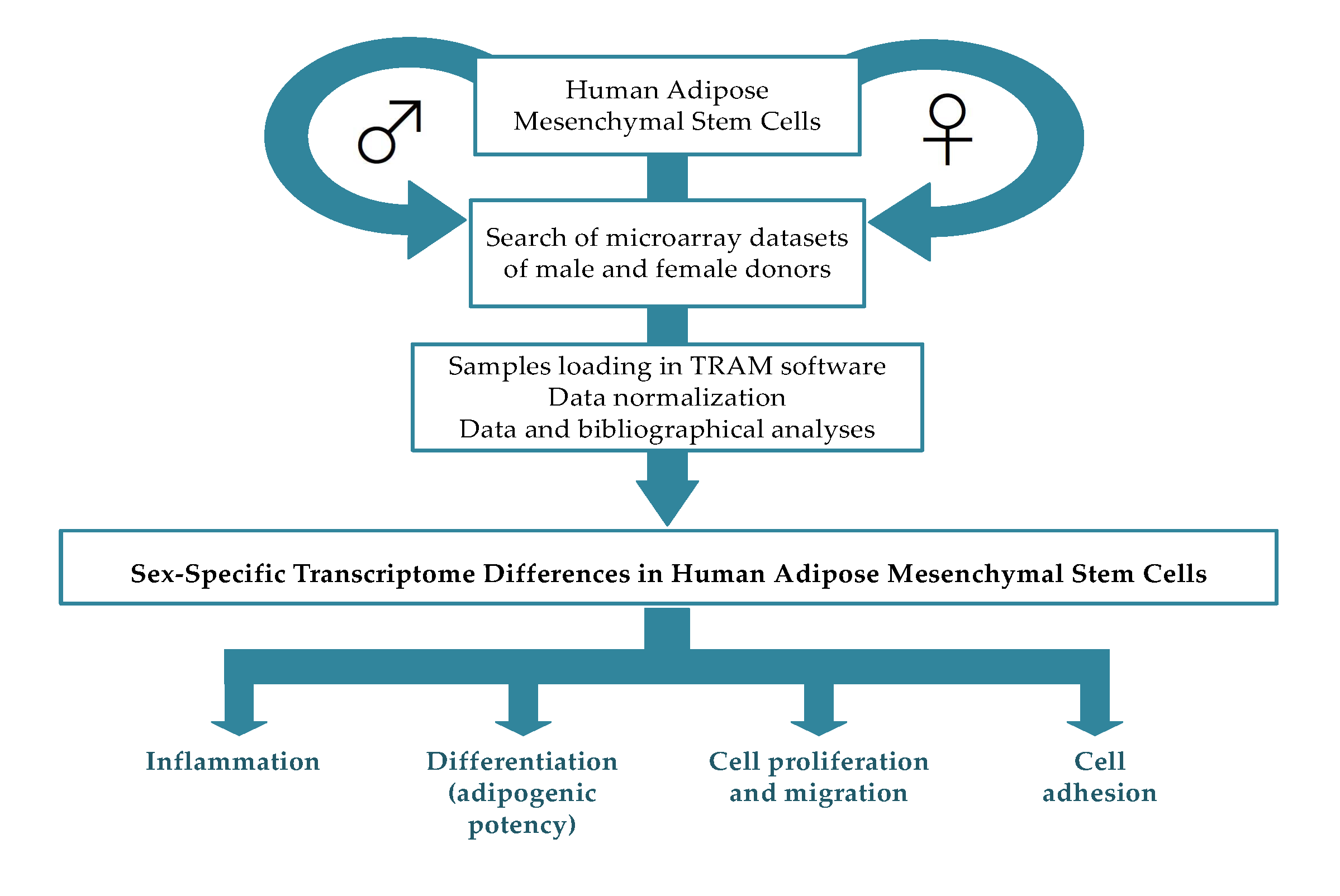Genes Free Full-Text Sex-Specific Transcriptome Differences in Human Adipose Mesenchymal Stem Cells