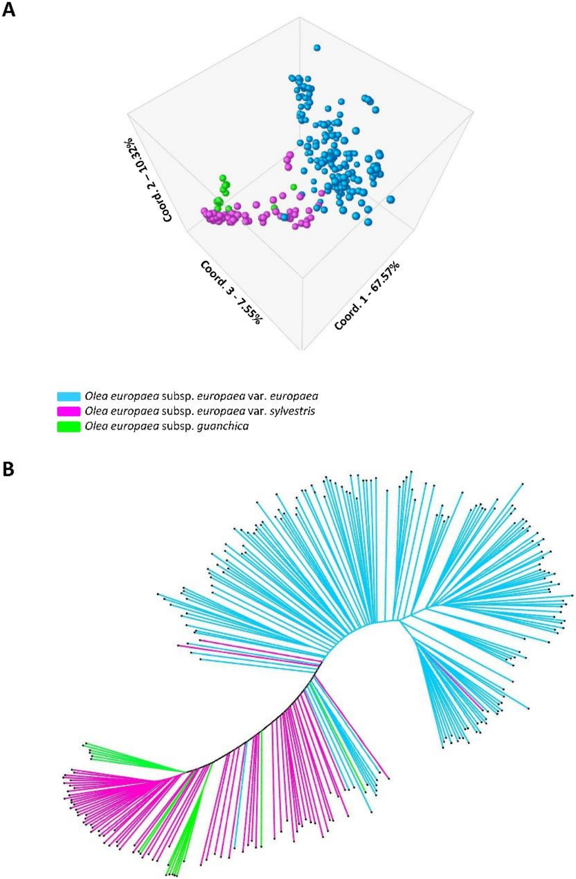 Genes | Free Full-Text | EST–SNP Study of Olea europaea L. Uncovers  Functional Polymorphisms between Cultivated and Wild Olives