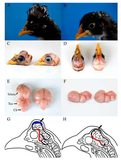 Deciphering the Forebrain Disorder in a Chicken Model of Cerebral Hernia