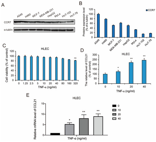 Lymphatic Metastasis of NSCLC Involves Chemotaxis Effects of