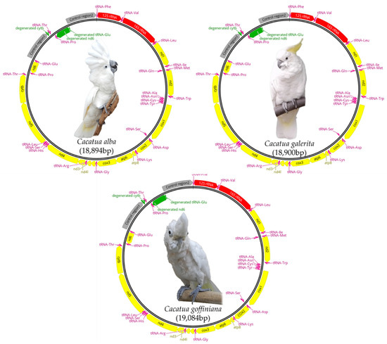 Characterization and Comparative Analysis of Complete Mitogenomes of ...