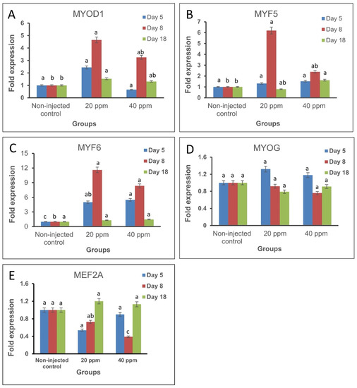Silver Nanoparticles as Modulators of Myogenesis-Related Gene ...